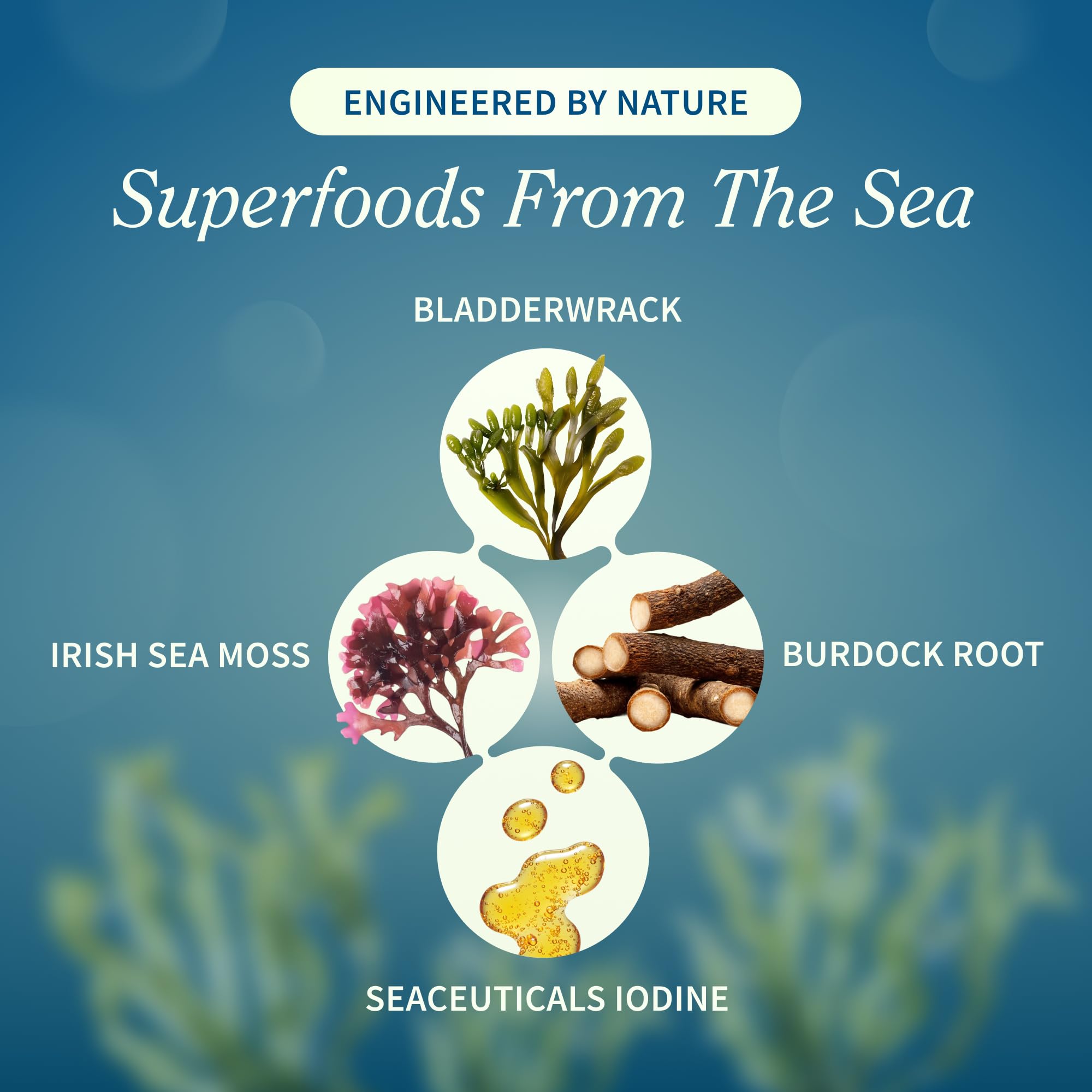 Snap Supplements bladderwrack leaf close-up highlighting herbal texture