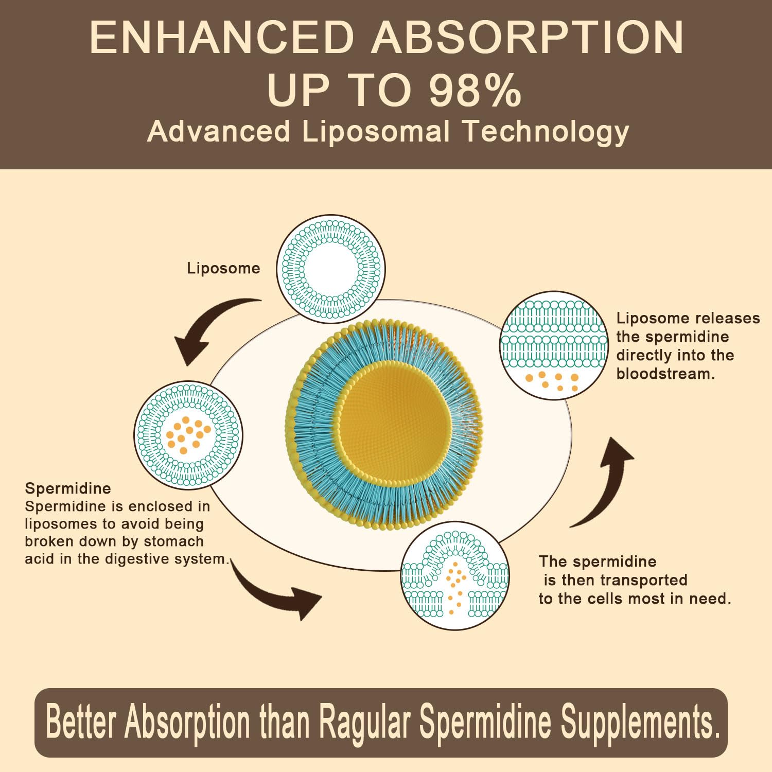 Sohahila Spermidine ingredients wrap features zinc and thiamin components.
