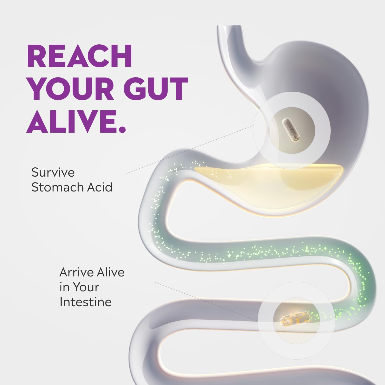 SOLARAY Enteric Shield VegCaps protect probiotics from stomach acid for better delivery.