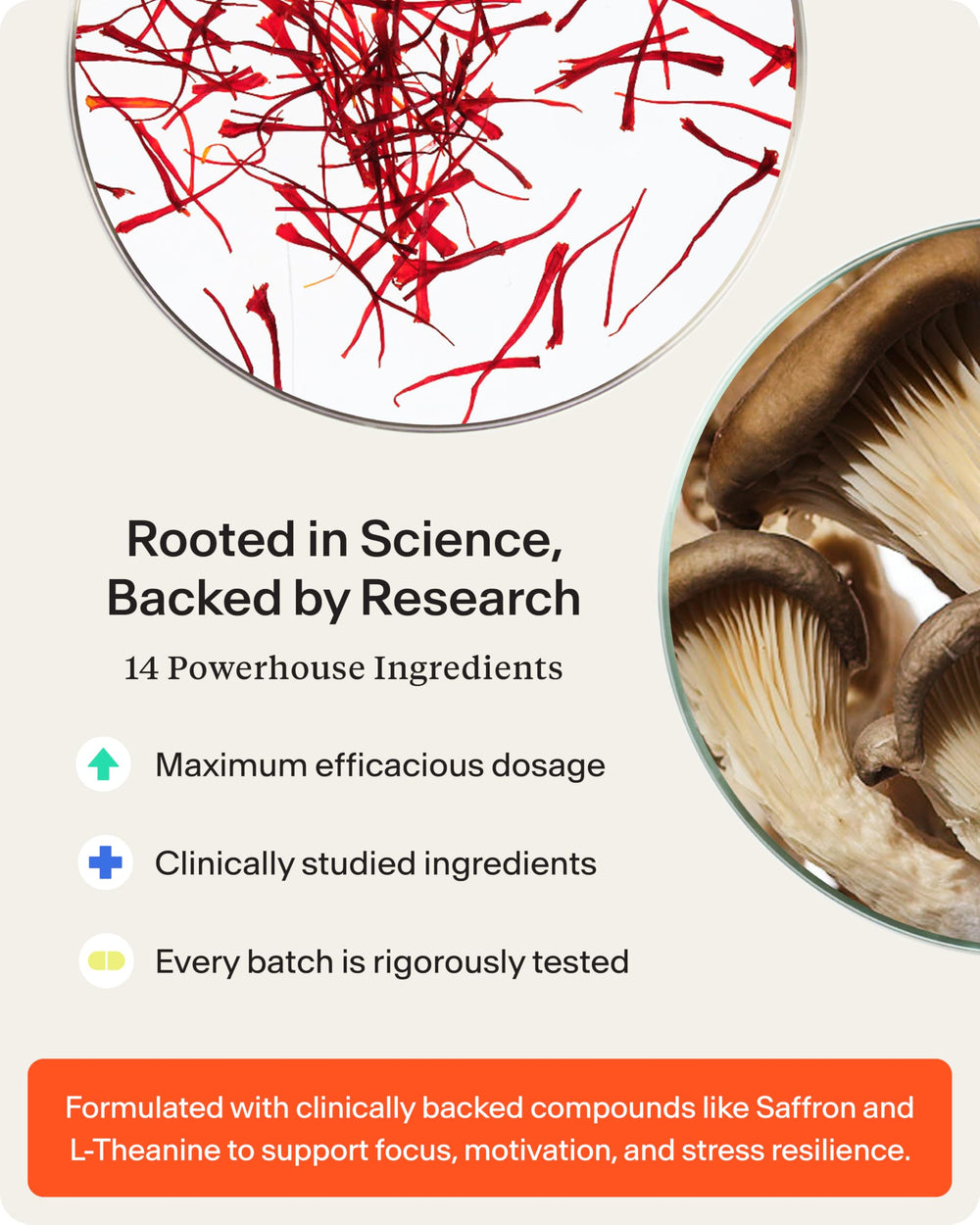 STASIS Daytime label panel detailing CoQ10 and Rhodiola for focus and mood.