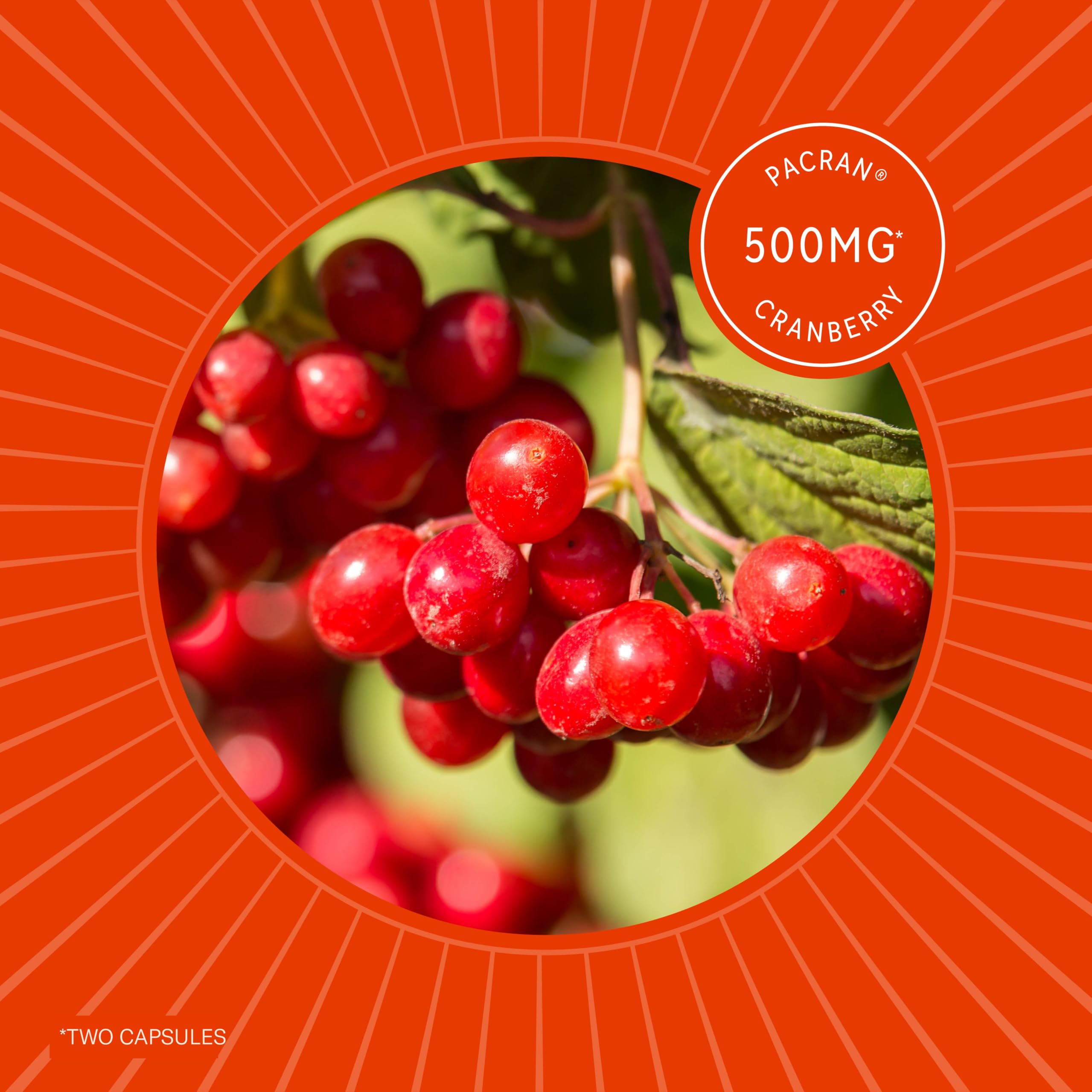 Sunergetic Kidney Cleanse NSF-certified facility label emphasizing manufacturing quality