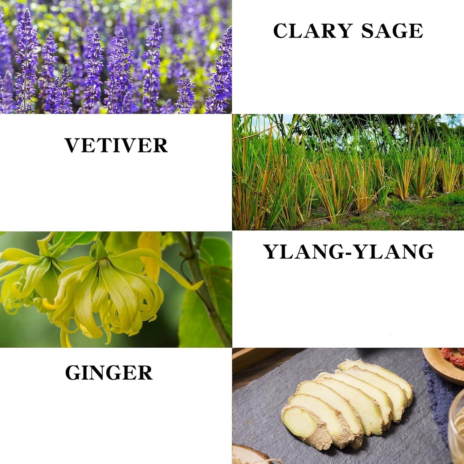 TAEERY Ginger Massage Oil pour shows easy application for smooth massage glide