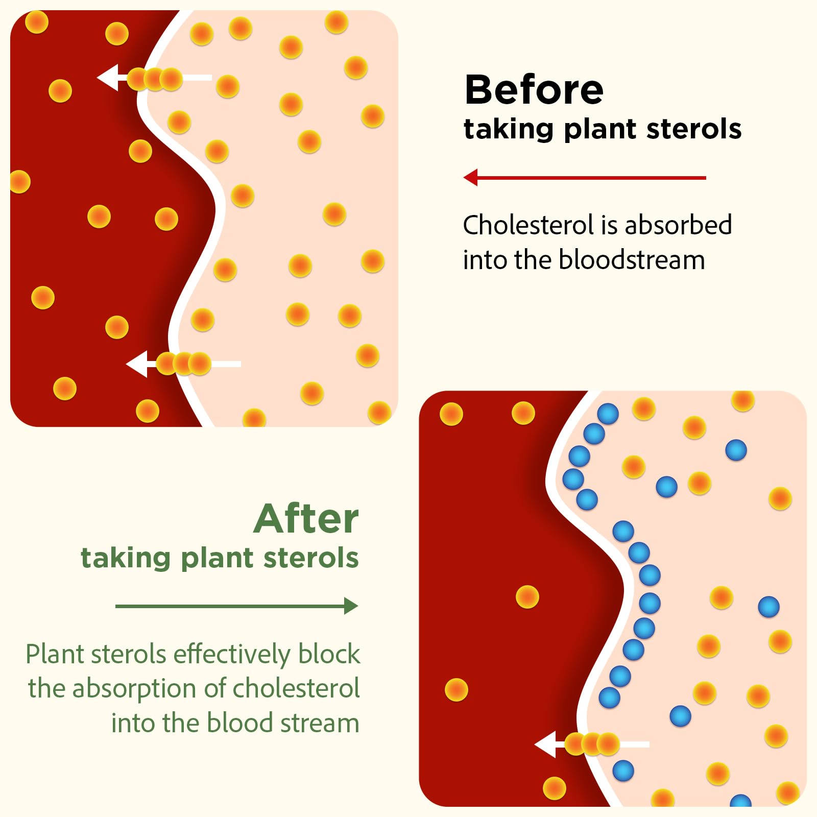 Talyvoriathor plant sterols 800mg support cholesterol management with plant-based action.