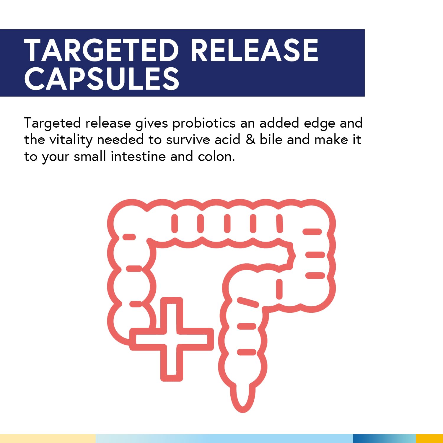 Terranics Daily Probiotics prebiotics and enzymes graphic signals digestive support