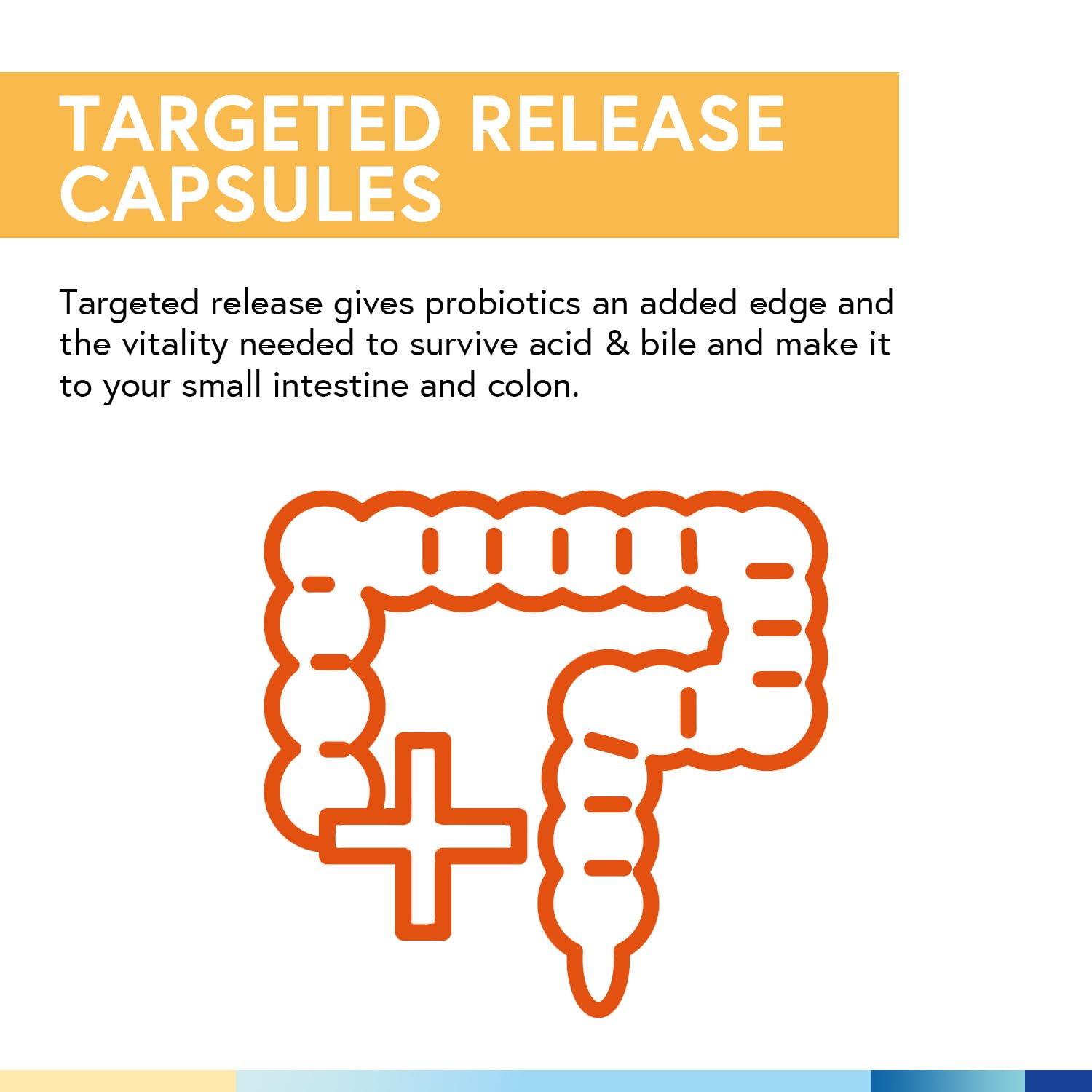 Terranics Probiotics non-GMO gluten-free badge signals clean ingredients