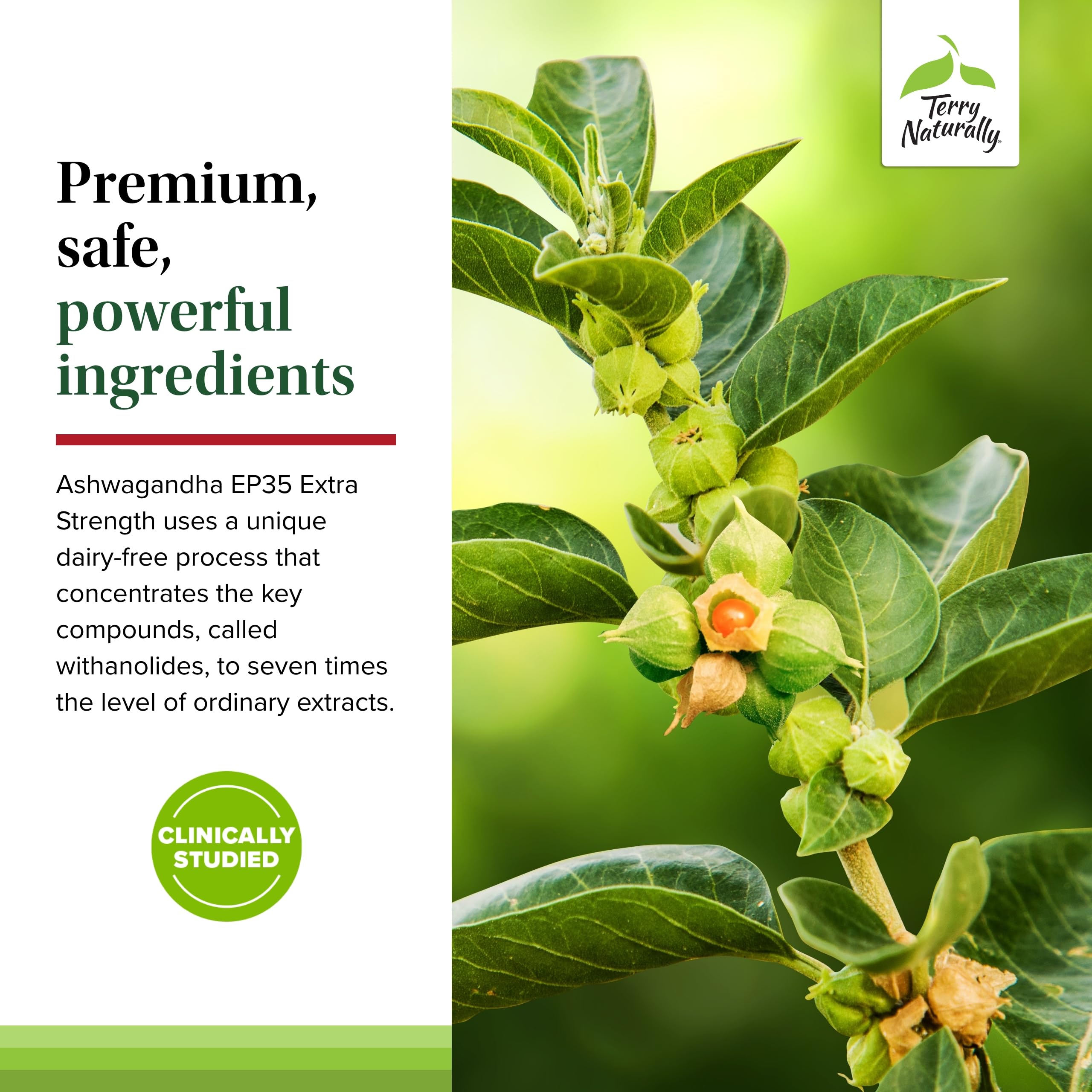 Terry Naturally Ashwagandha EP35 capsules on a daily routine setup.