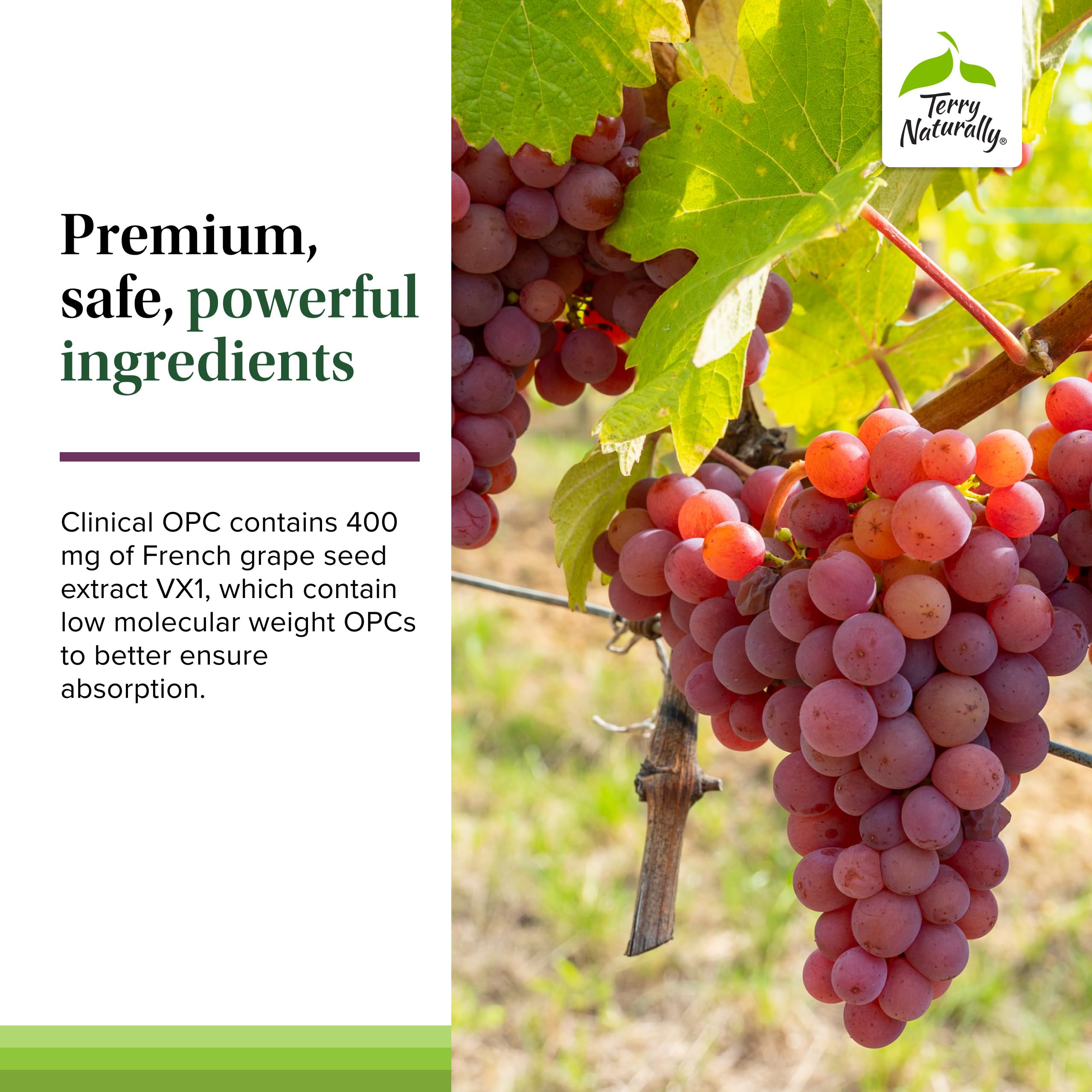 Terry Naturally Clinical OPC softgels beside citrus suggesting immune support.