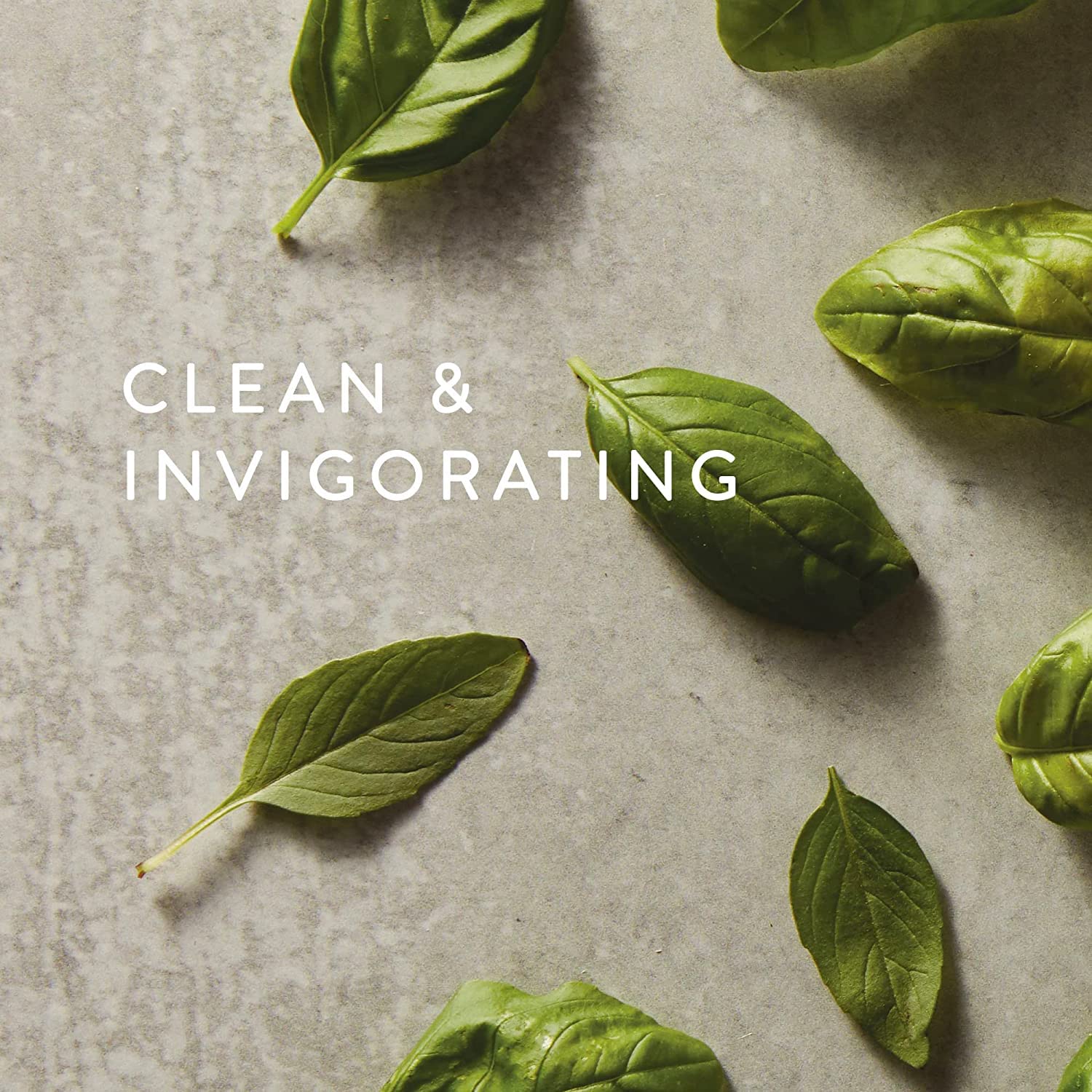 Thymes Fresh-Cut Basil notes for uplifting spaces