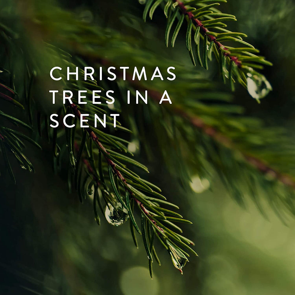 Thymes Travel Tin Frasier Fir needles close-up highlighting crisp seasonal scent.
