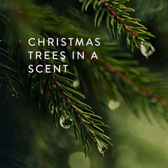 Thymes Travel Tin Frasier Fir needles close-up highlighting crisp seasonal scent.