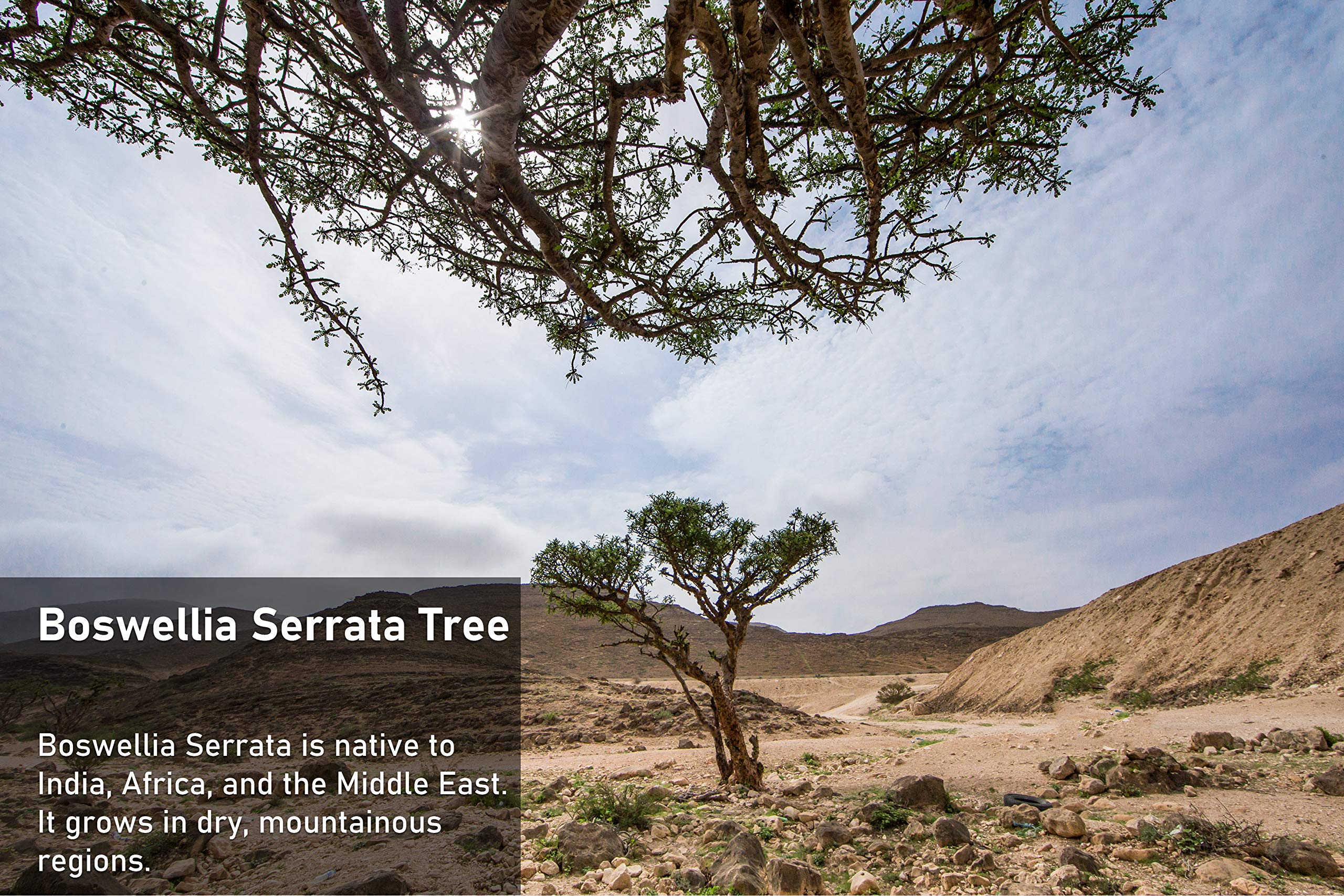 tnvitamins Boswellia bottle assembly—compact bottle ideal for travel