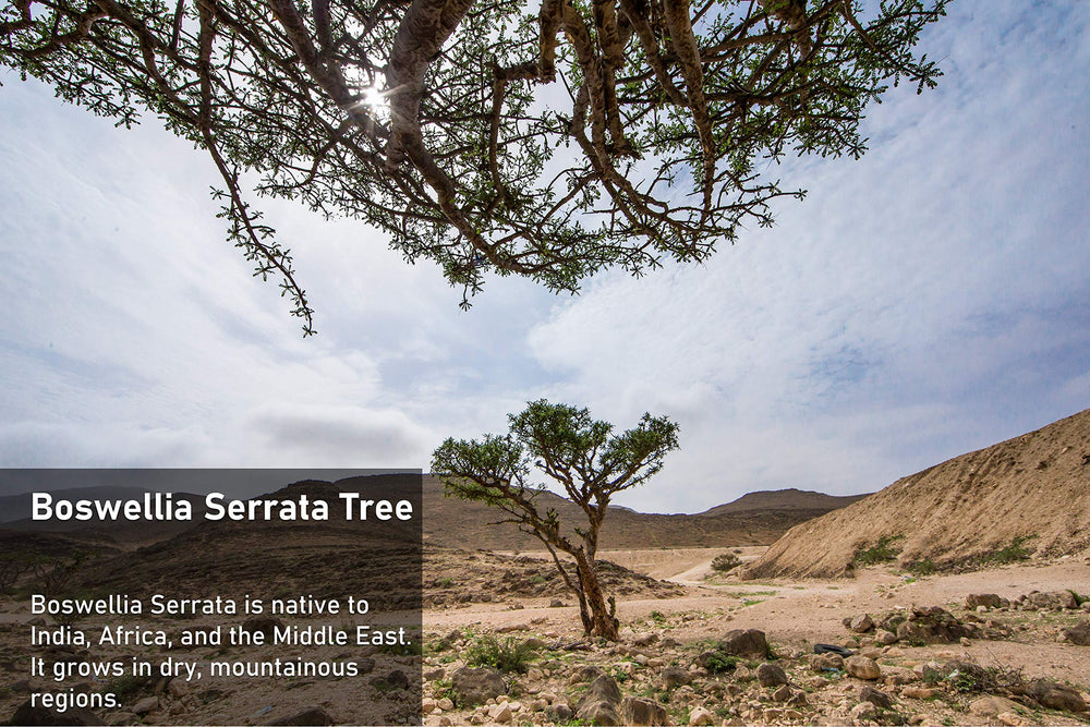 tnvitamins Boswellia bottle assembly—compact bottle ideal for travel