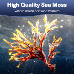Totaria sea moss capsules close-up showing capsule texture and easy swallow form.