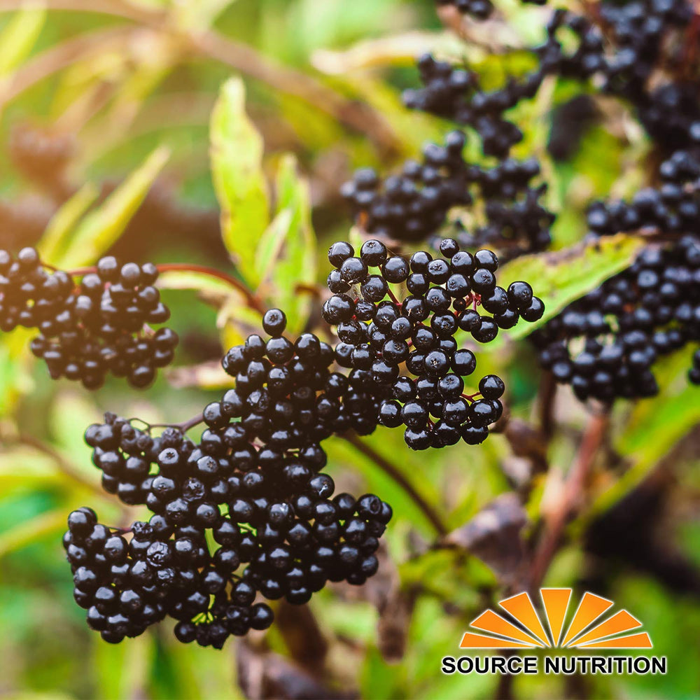 TradeKing elderberry syrup base ideal for syrups and dessert toppings
