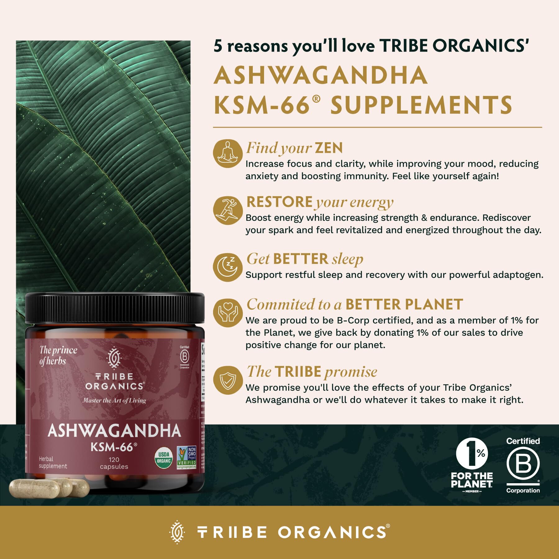 TRIBE ORGANICS Ashwagandha KSM66 600mg dose close-up showing standard content.