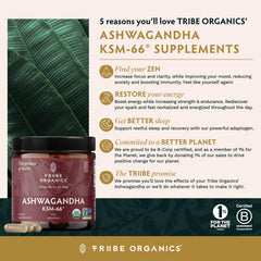 TRIBE ORGANICS Ashwagandha KSM66 600mg dose close-up showing standard content.