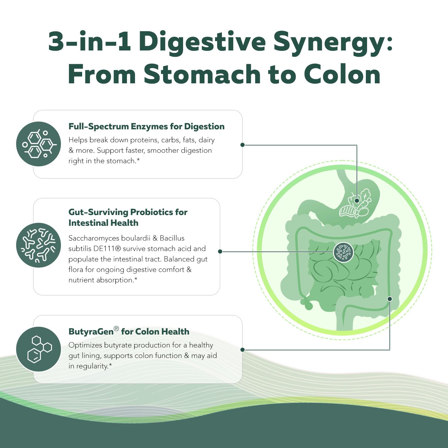 Triquetra Health Flora Digest ButyraGen postbiotic visual shows gut lining support.