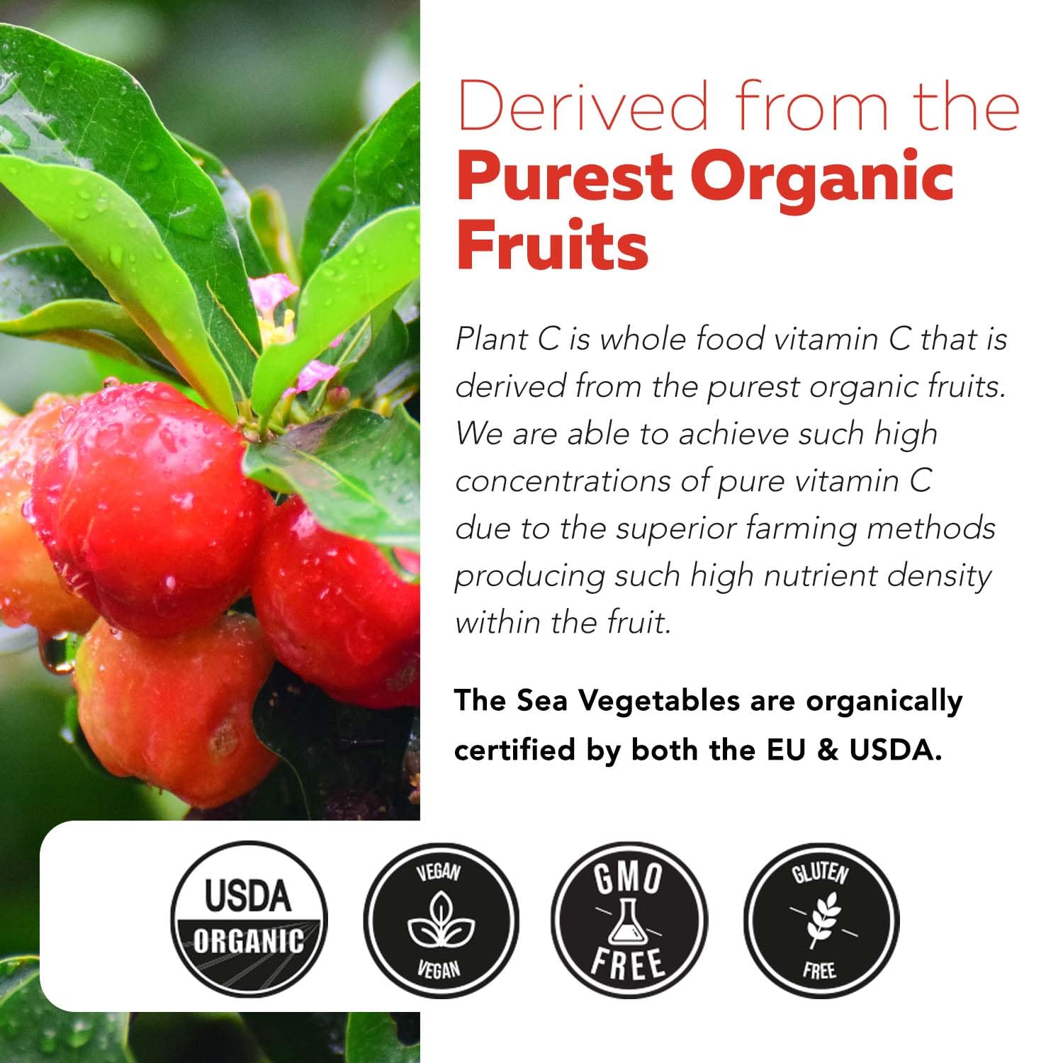 Triquetra Health Immune support concept visuals with serving-friendly format