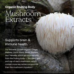 True Grace mushroom blend closeup with reishi, maitake, turkey tail