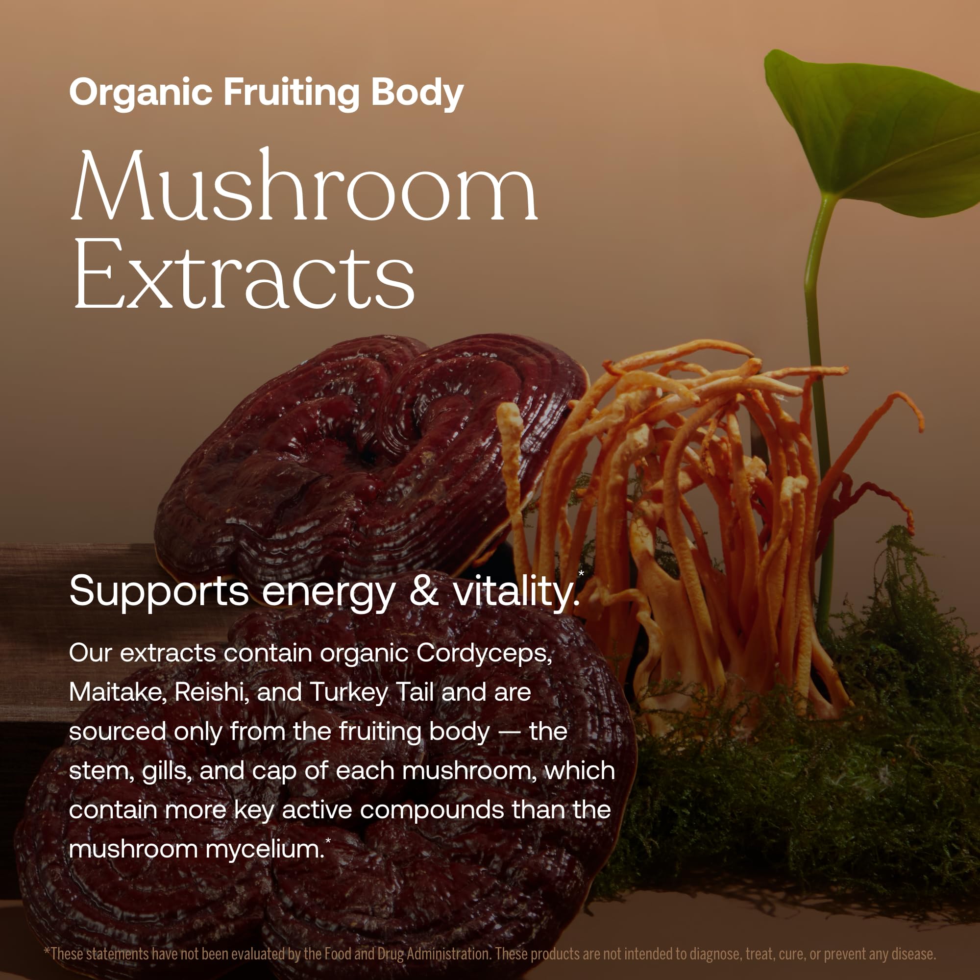 True Grace One Daily organic mushroom blend label showcasing bioavailable compounds.