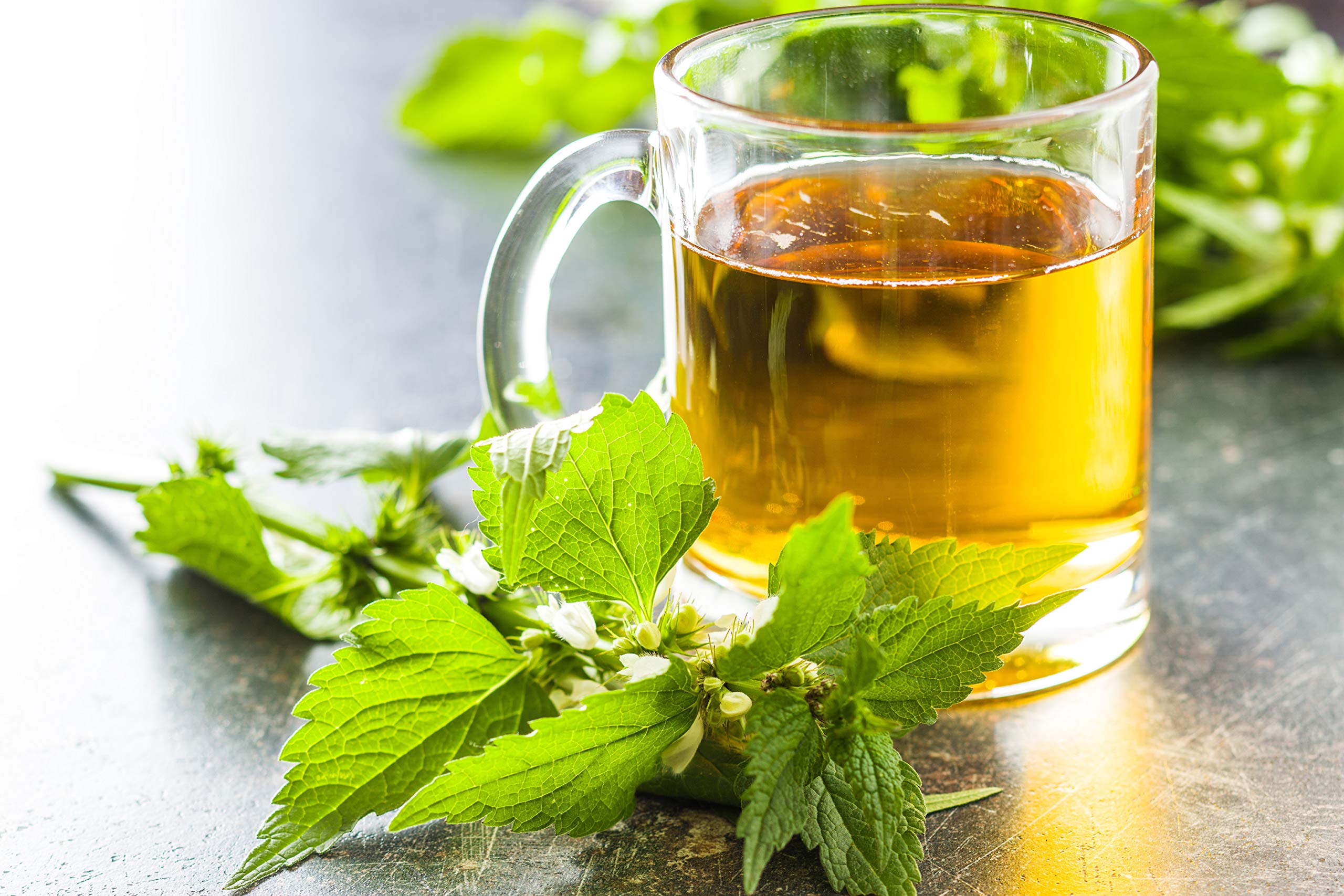 U.S. Wellness Naturals coop-collection of nettle harvesters at mountain base
