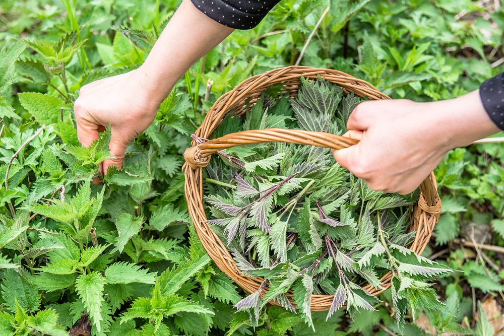 U.S. Wellness Naturals hand-picked nettle from small-batch harvest