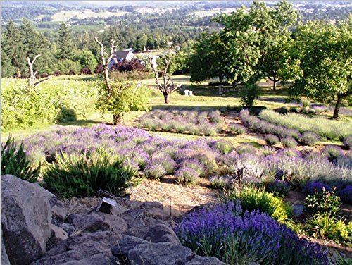 Victoria's Lavender label and bottle display confirms USA-made craftsmanship