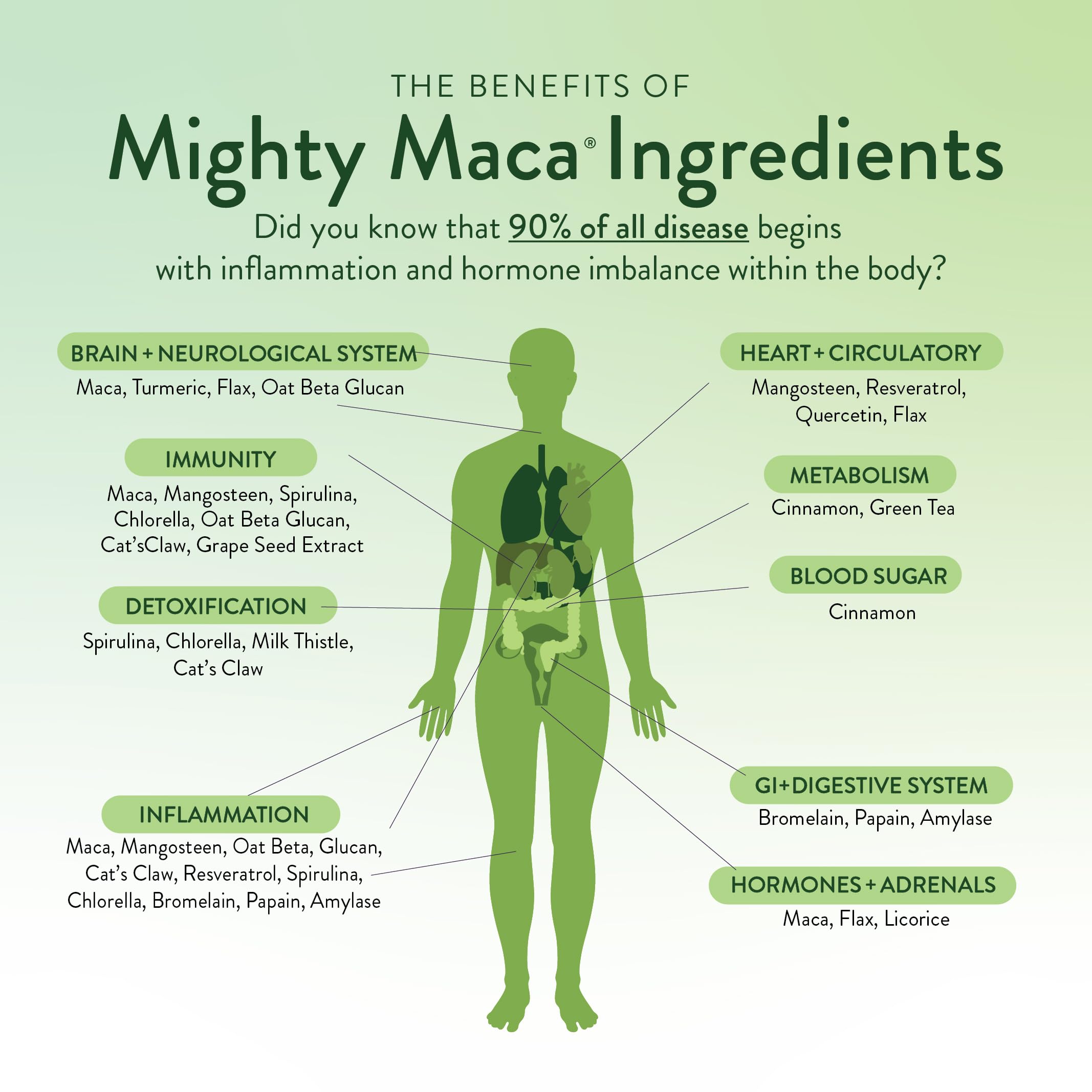 VIDAPURA Mighty Maca Plus ingredients with spoon showcase spirulina and chlorella benefits
