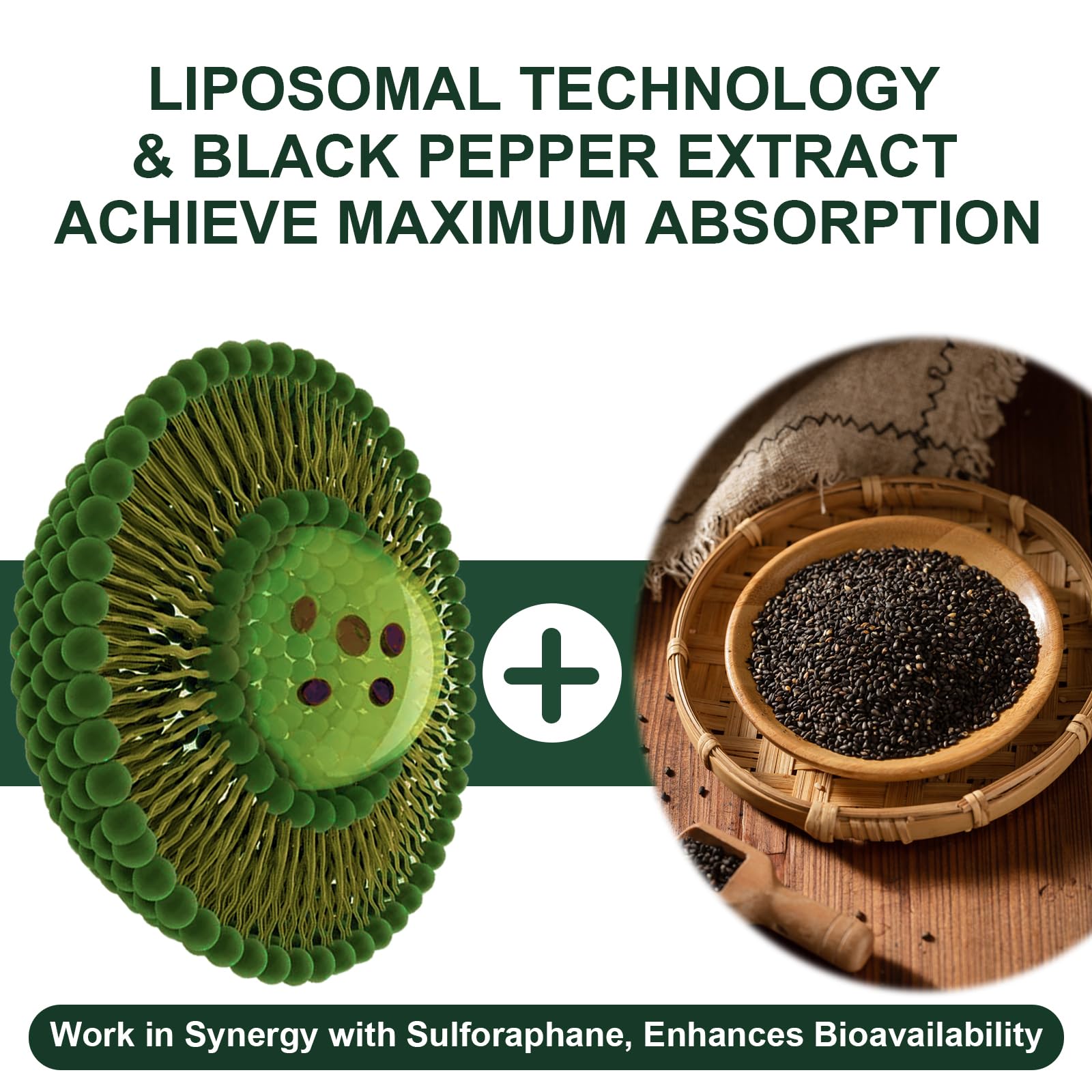 VITACRLLYNMN black pepper absorption enhancer illustrates improved uptake of sulforaphane.