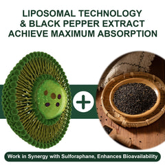VITACRLLYNMN black pepper absorption enhancer illustrates improved uptake of sulforaphane.