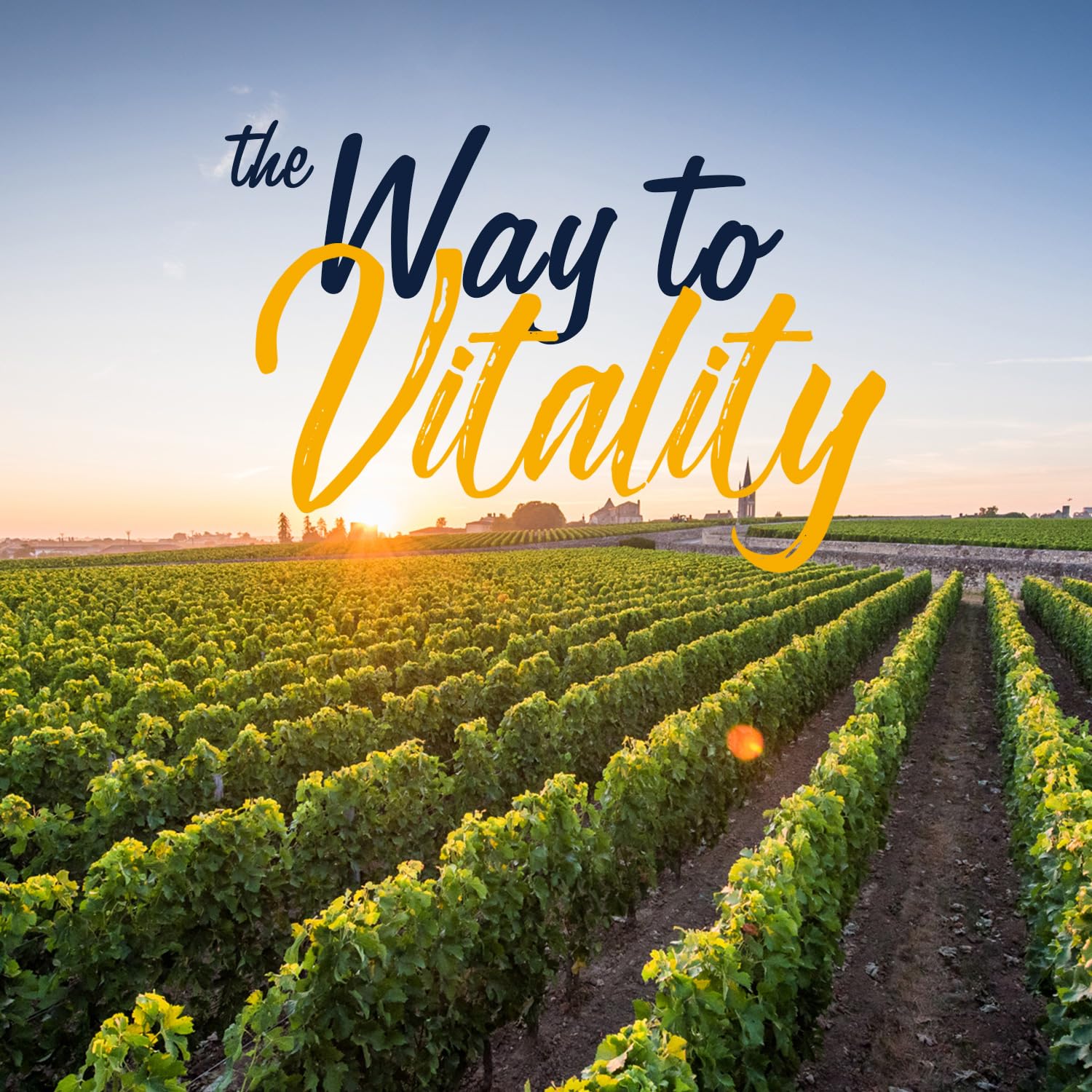 Vitalitown made in the USA packaging highlighting quality and third-party testing.