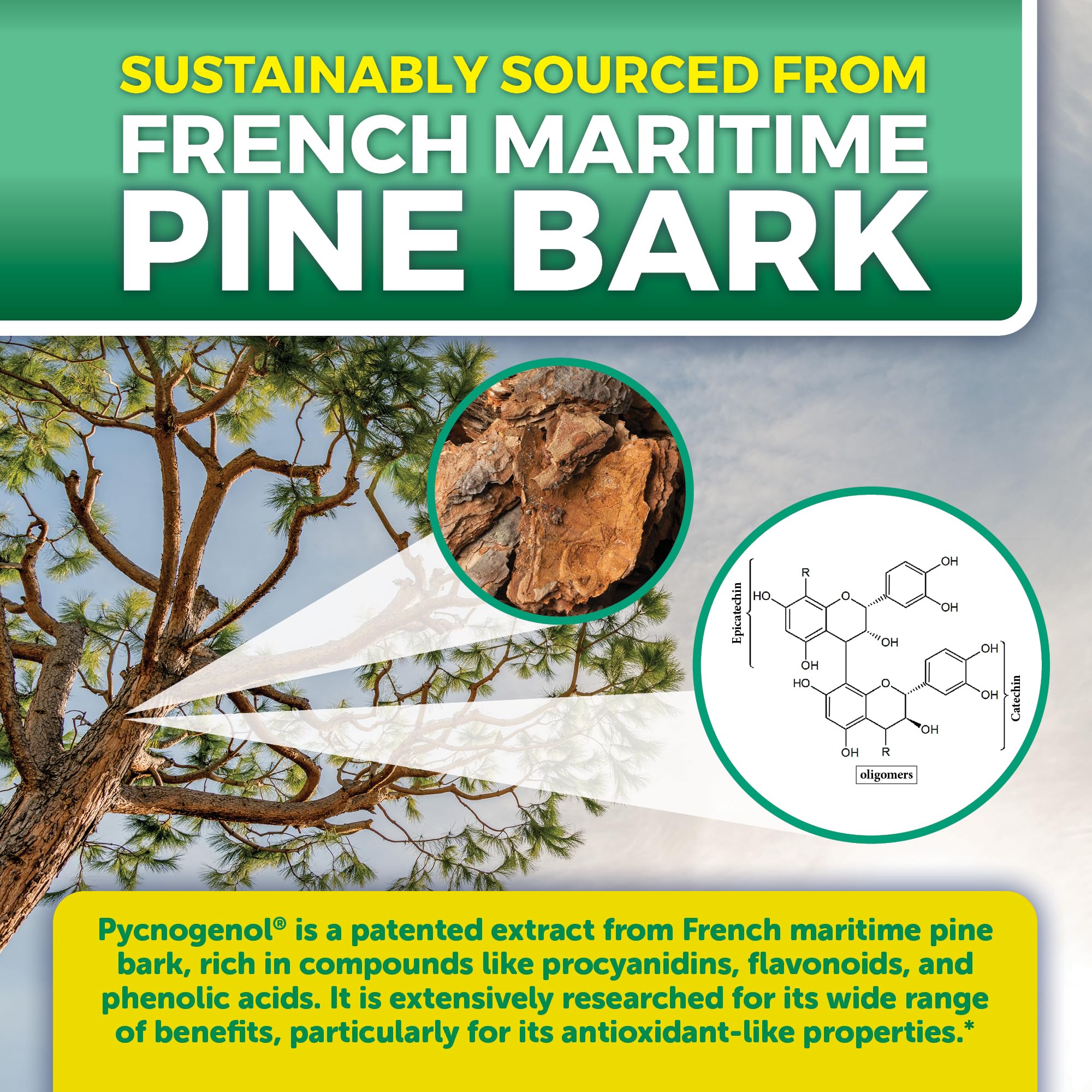 One-a-day Viva Naturals Pycnogenol capsule for convenient plant-based support.
