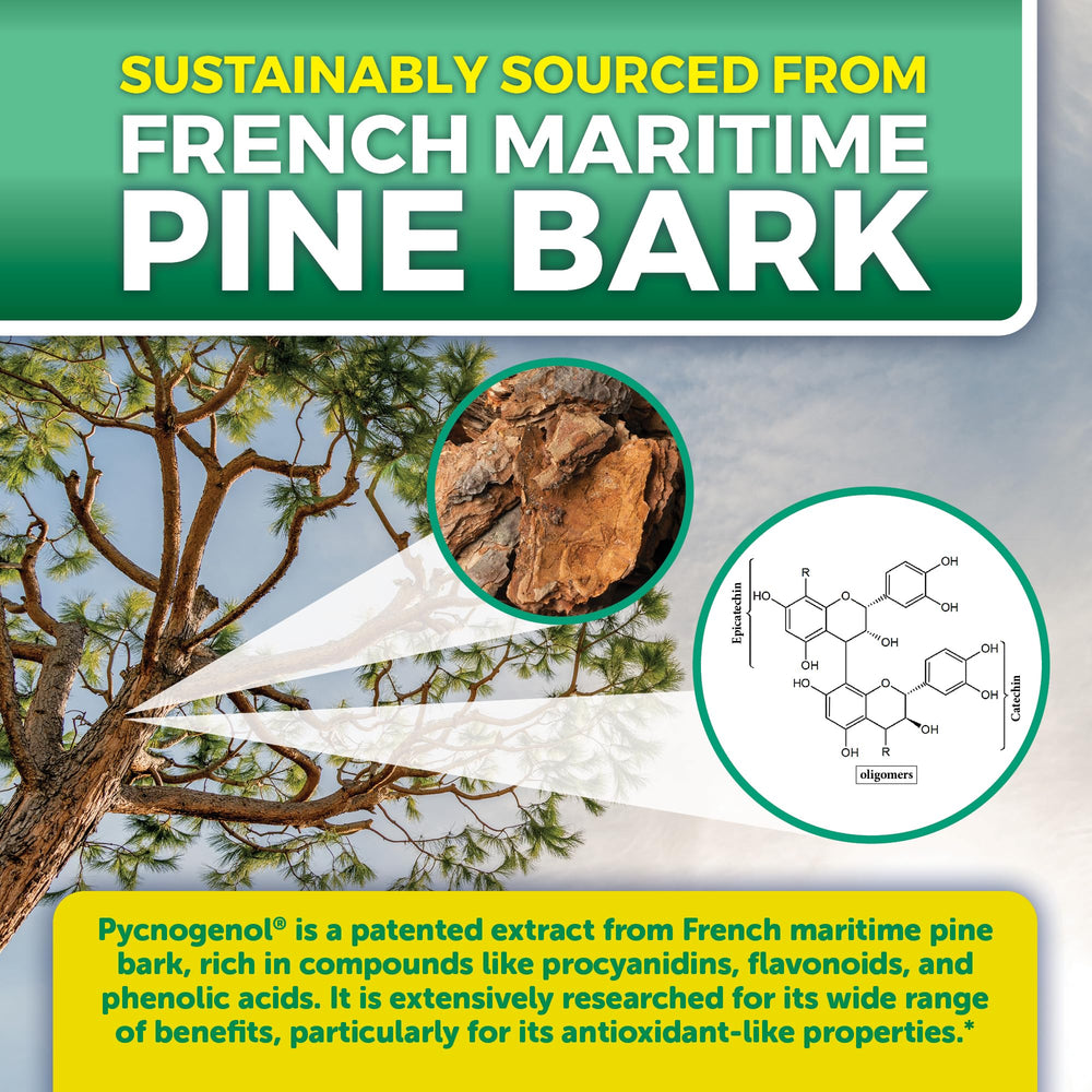 One-a-day Viva Naturals Pycnogenol capsule for convenient plant-based support.