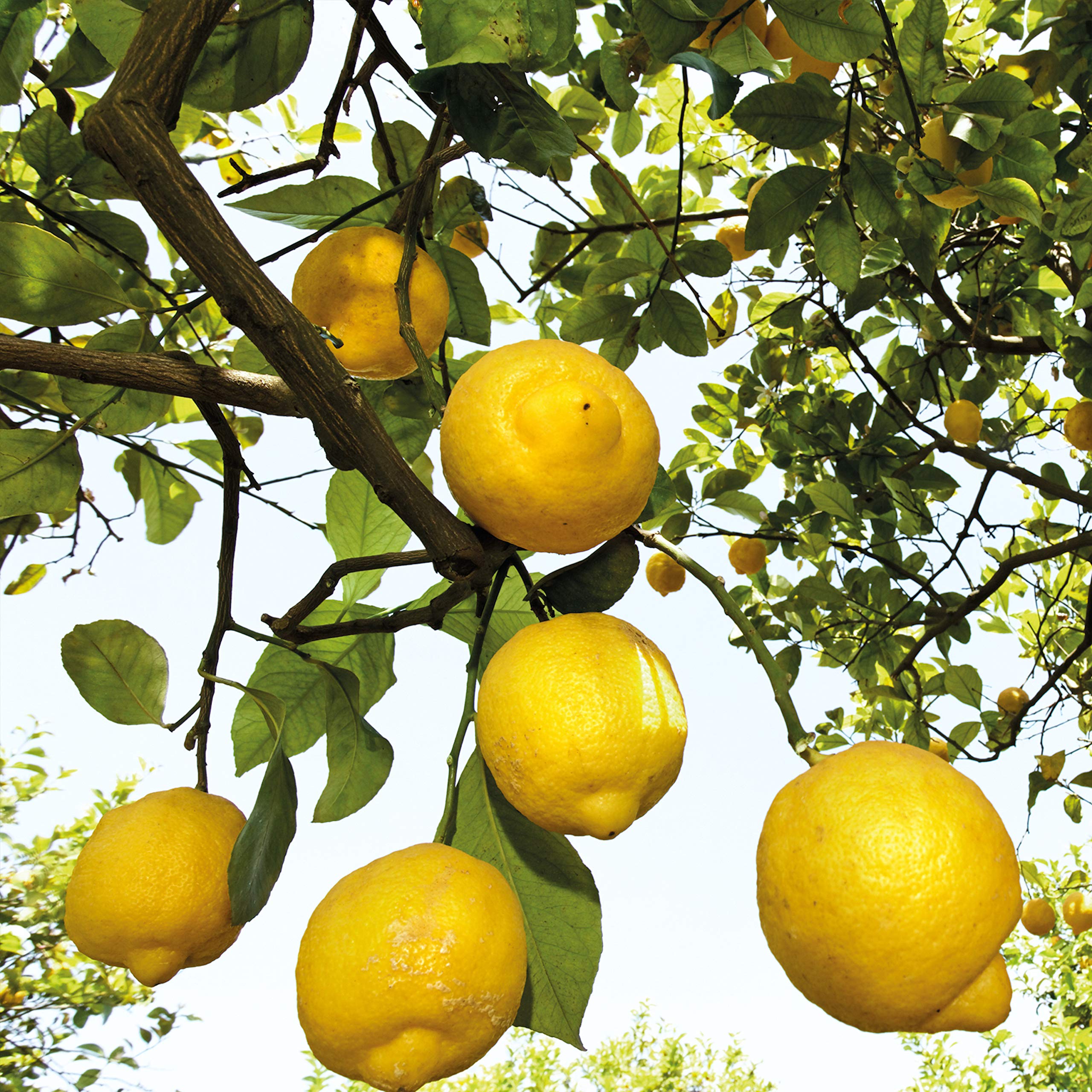 Weleda citrus deodorant ingredients include natural plant extracts and essential oils.
