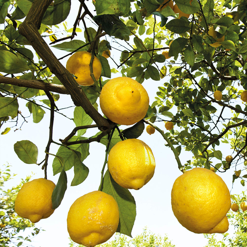 Weleda citrus deodorant ingredients include natural plant extracts and essential oils.