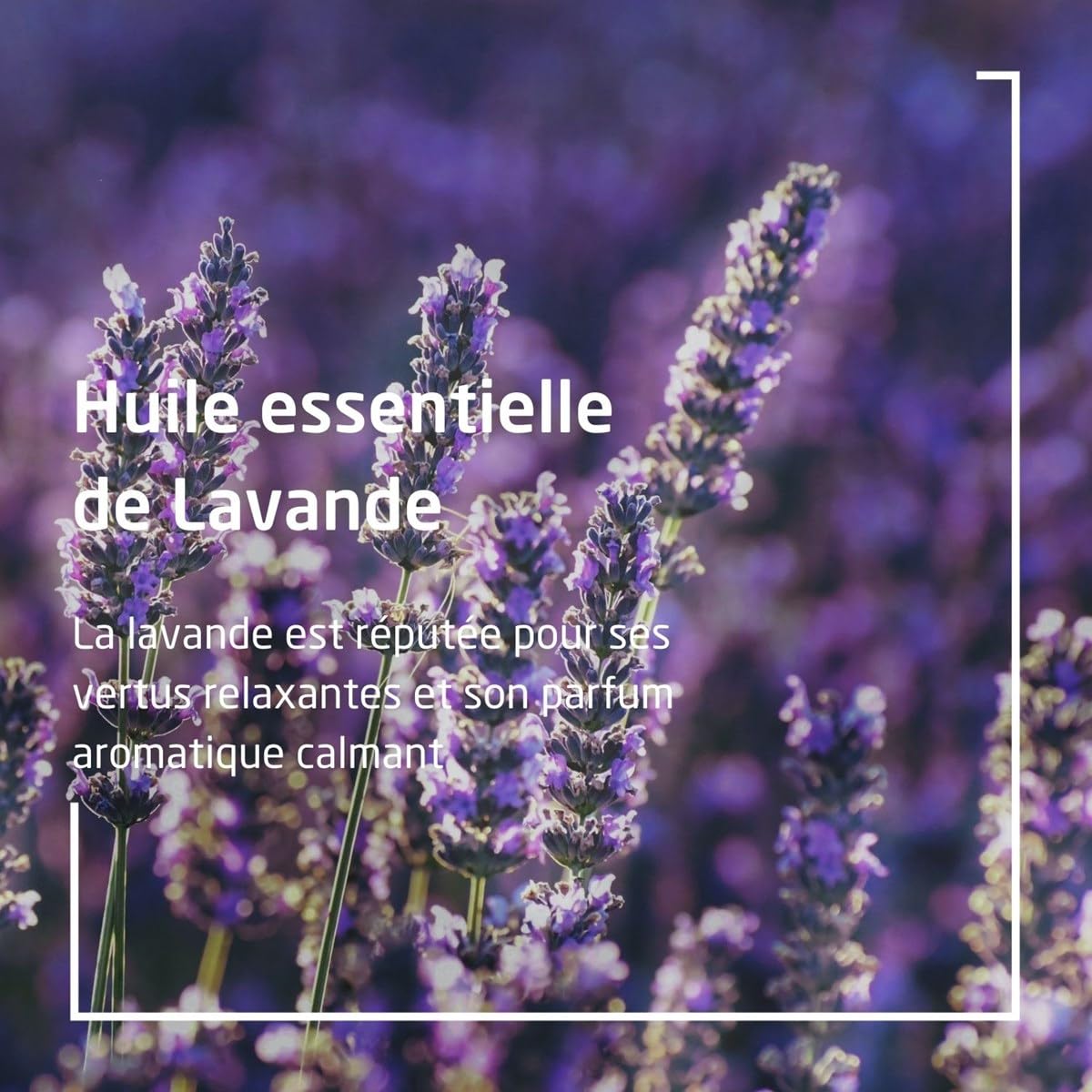 Weleda lavender oil texture showcasing lightweight absorption.