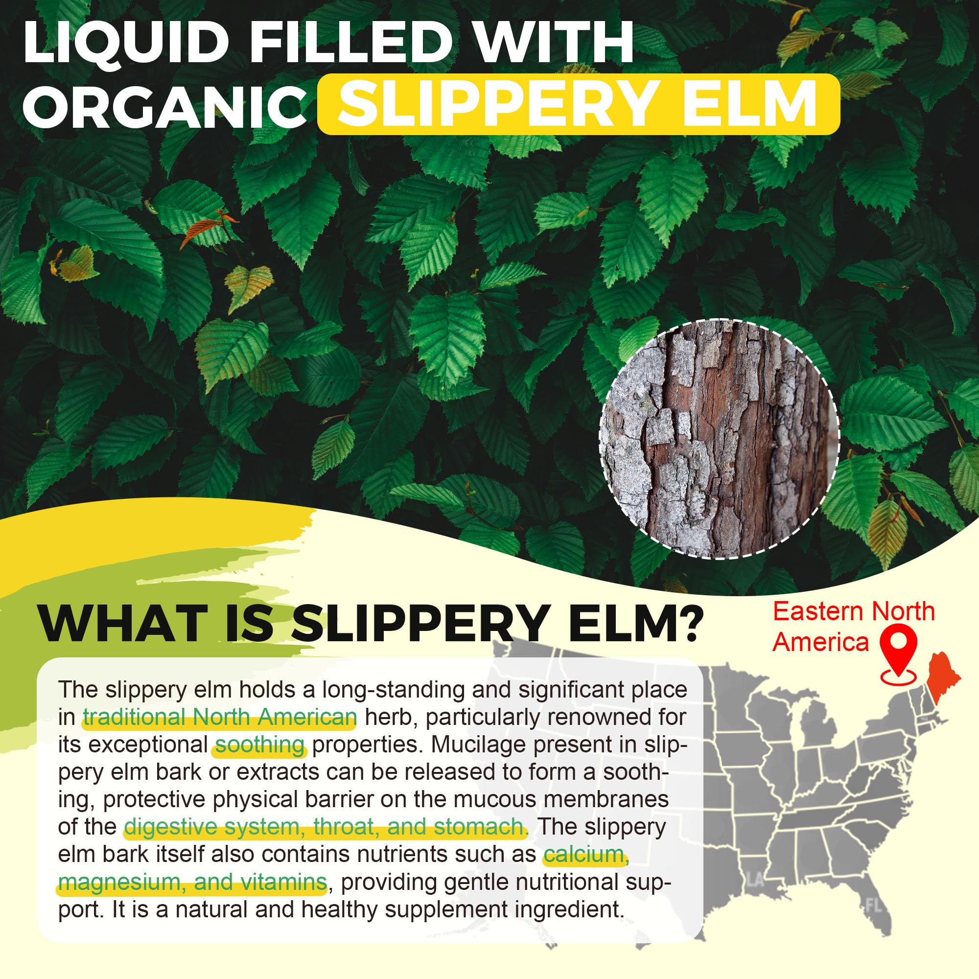 Well&Whole DGL Licorice Extract Drops highlight natural digestive support.