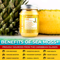 Wellness LabsRx sea moss gel jar with spoon ready for daily use.