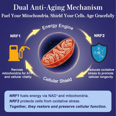 Xontravix NRF1 NRF2 pack opens to reveal easy-to-swallow capsules.