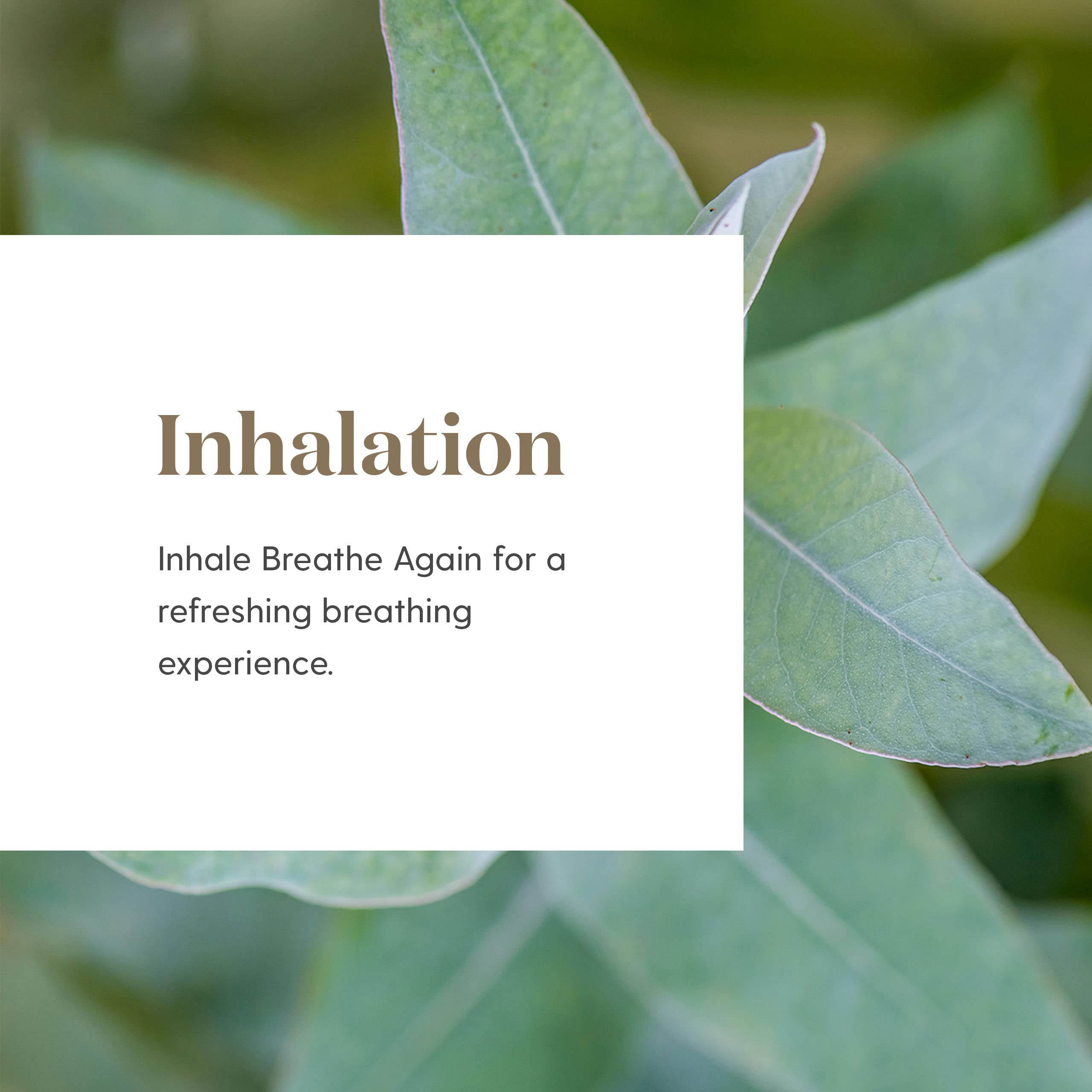 Young Living Breathe Again with Myrtle scent blend ideal for quick nasal comfort.