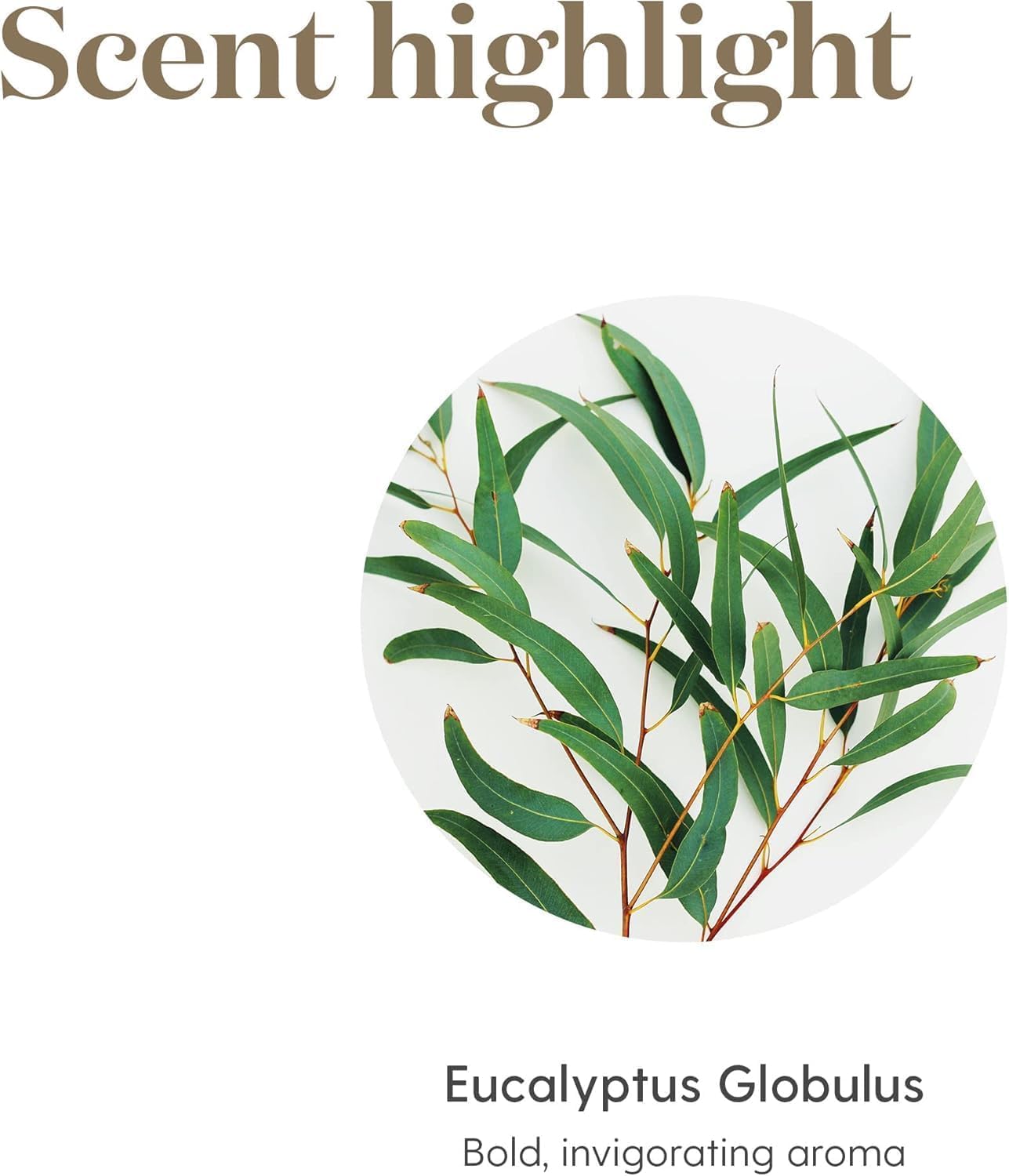 Young Living Eucalyptus Globulus Oil natural-aromatherapy, ideal for spa-like relaxation at home.