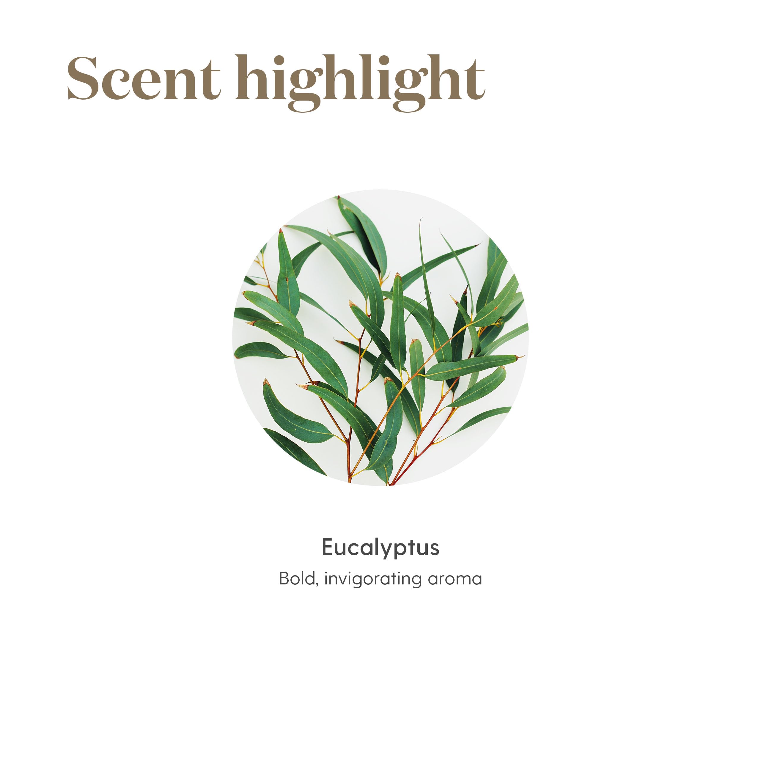 Young Living Eucalyptus Radiata chest massage blend — relaxing after activity.