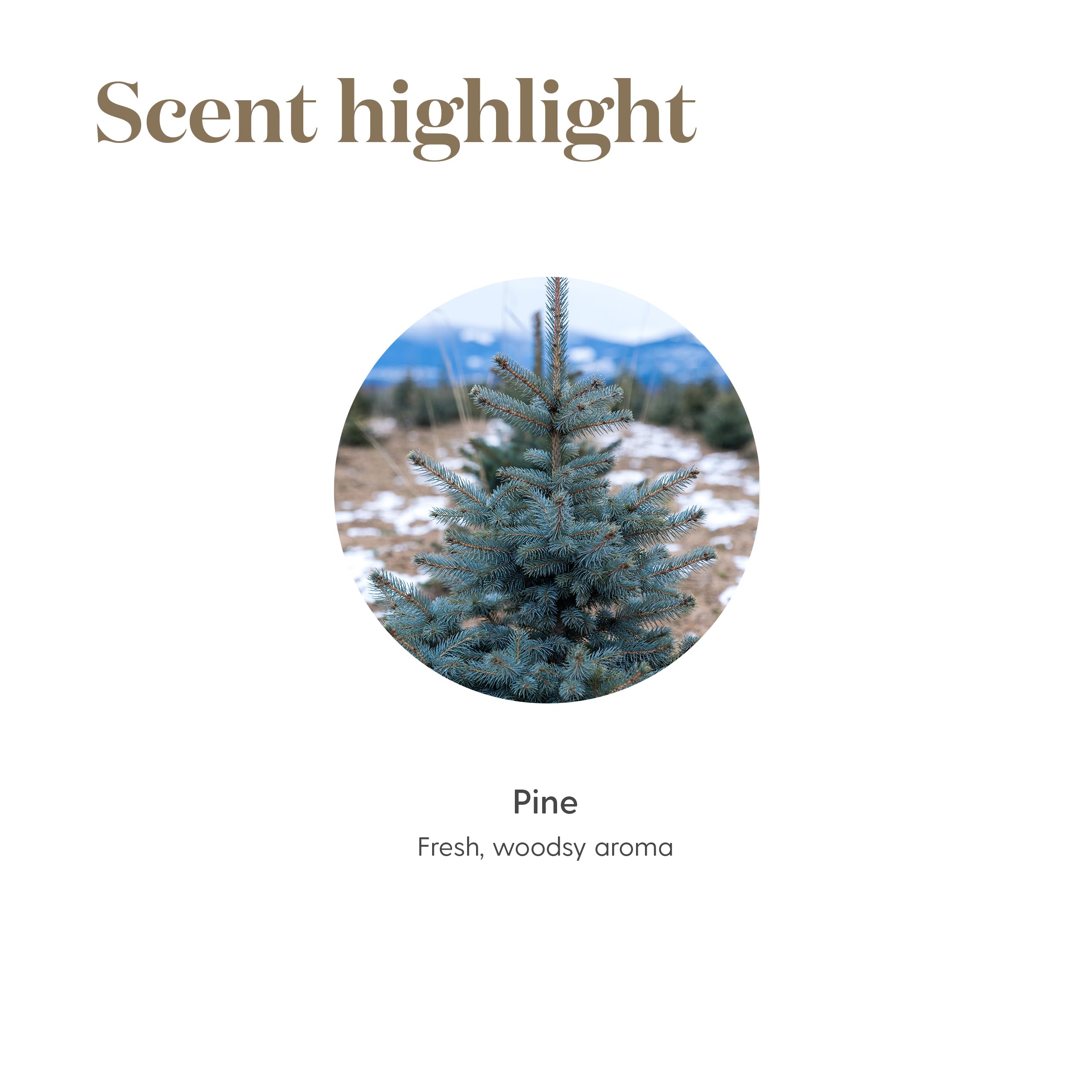 Young Living Pine oil product page showing kosher-certified quality.