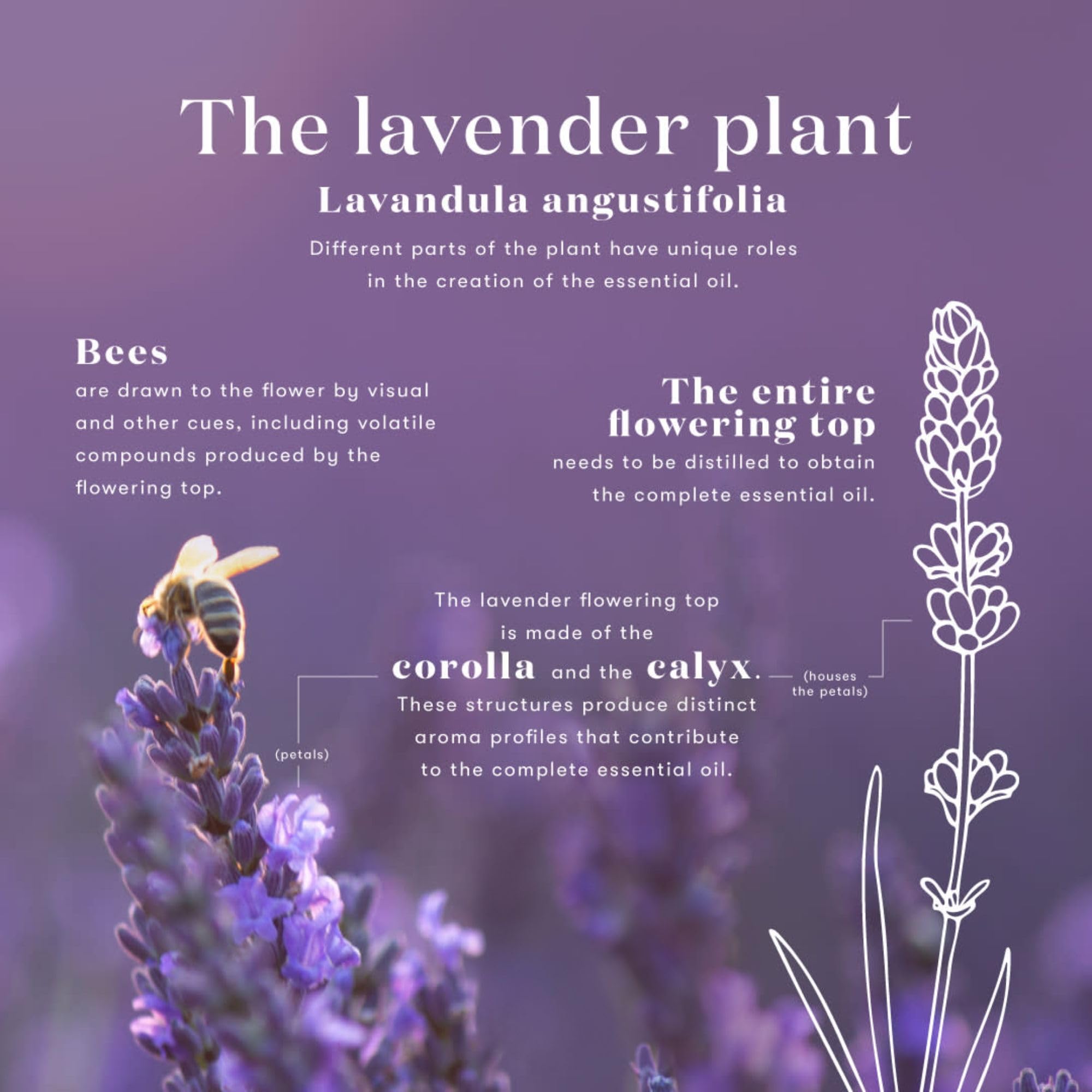 Young Living Lavender Oil ingredients panel—no synthetics, consistent quality.