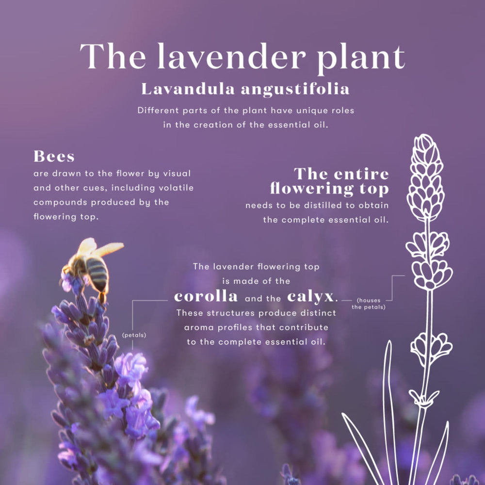 Young Living Lavender Oil ingredients panel—no synthetics, consistent quality.