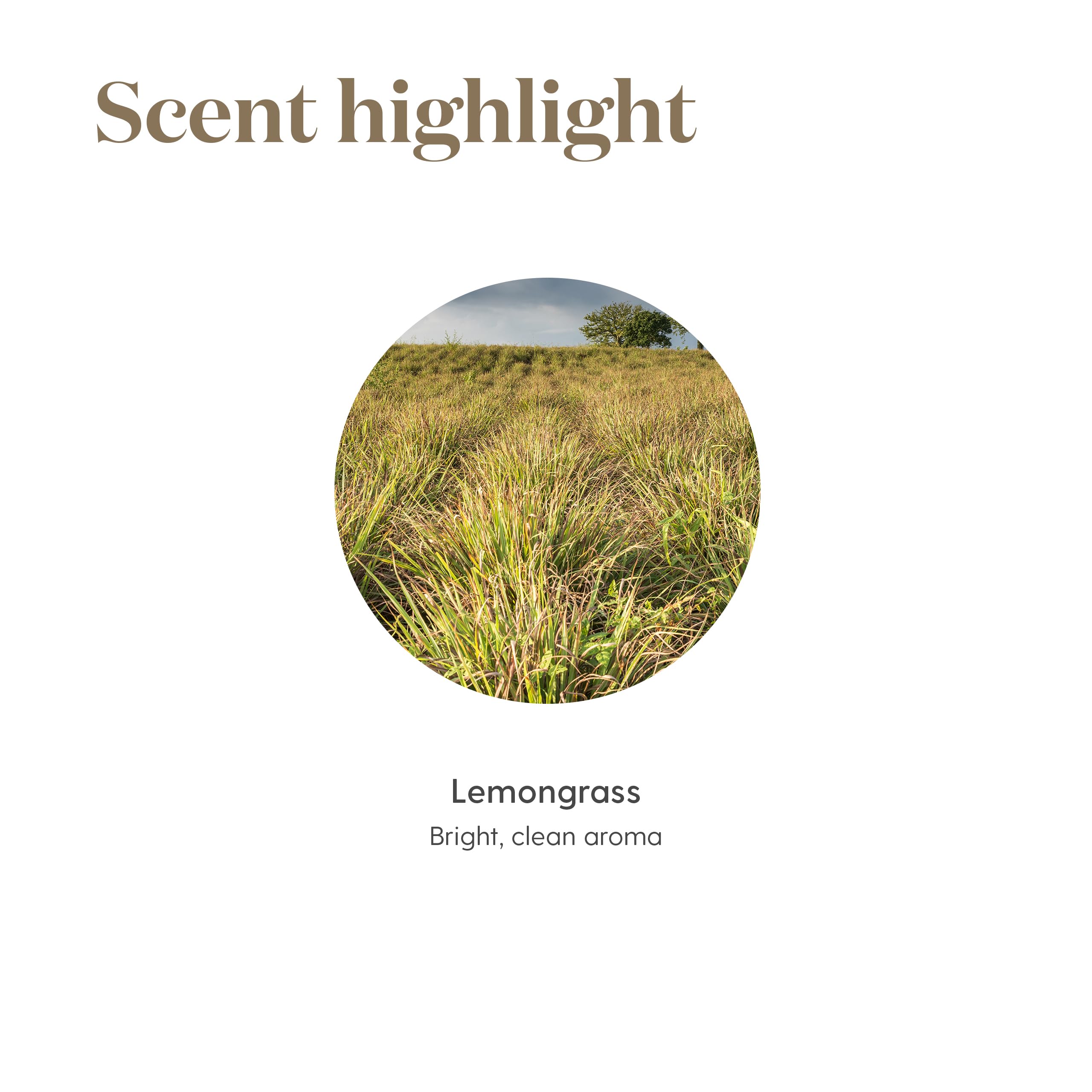 Young Living Lemongrass packaging closeup highlights premium bottle design.