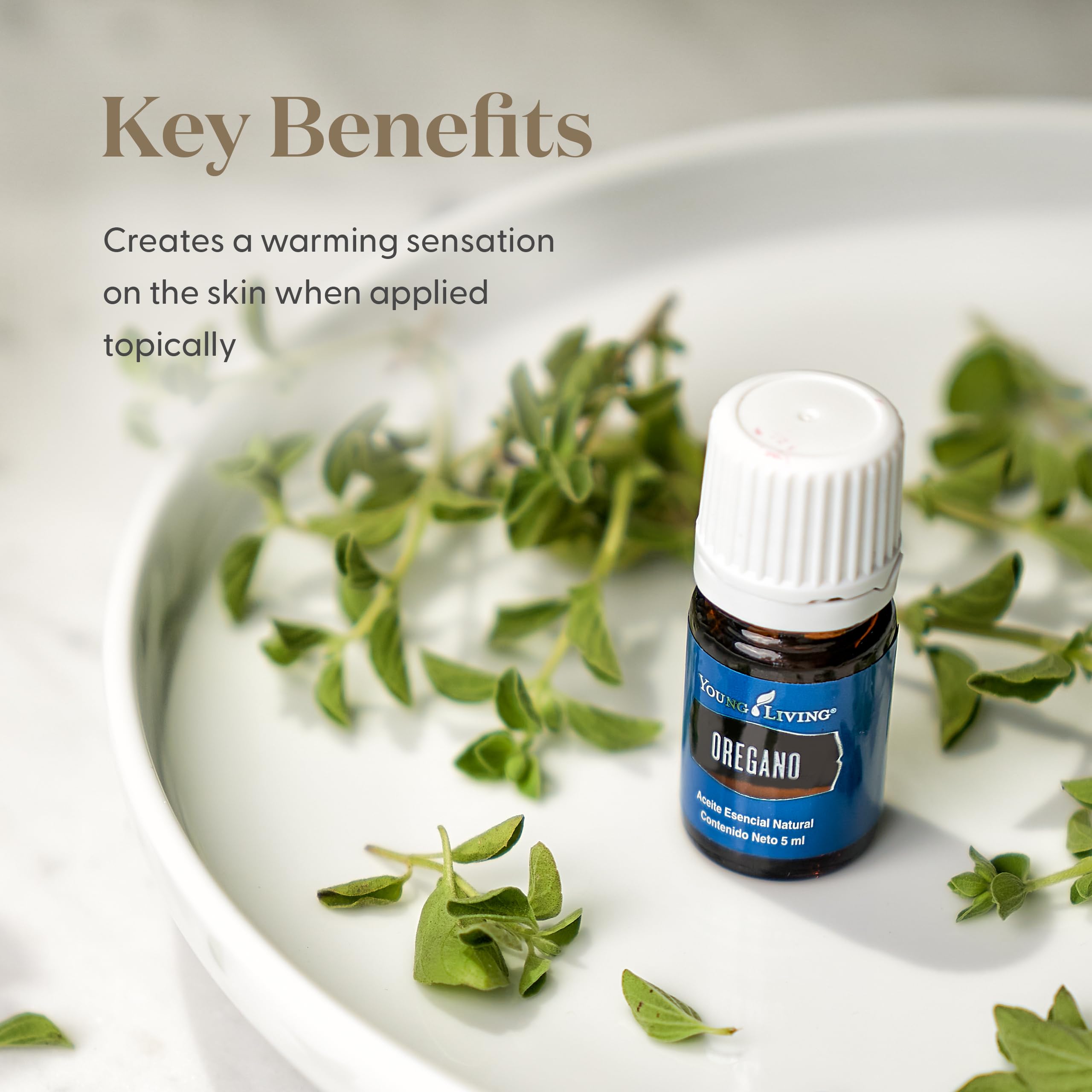 Young Living Oregano oil diffuser scene showcasing herbaceous aroma filling the room