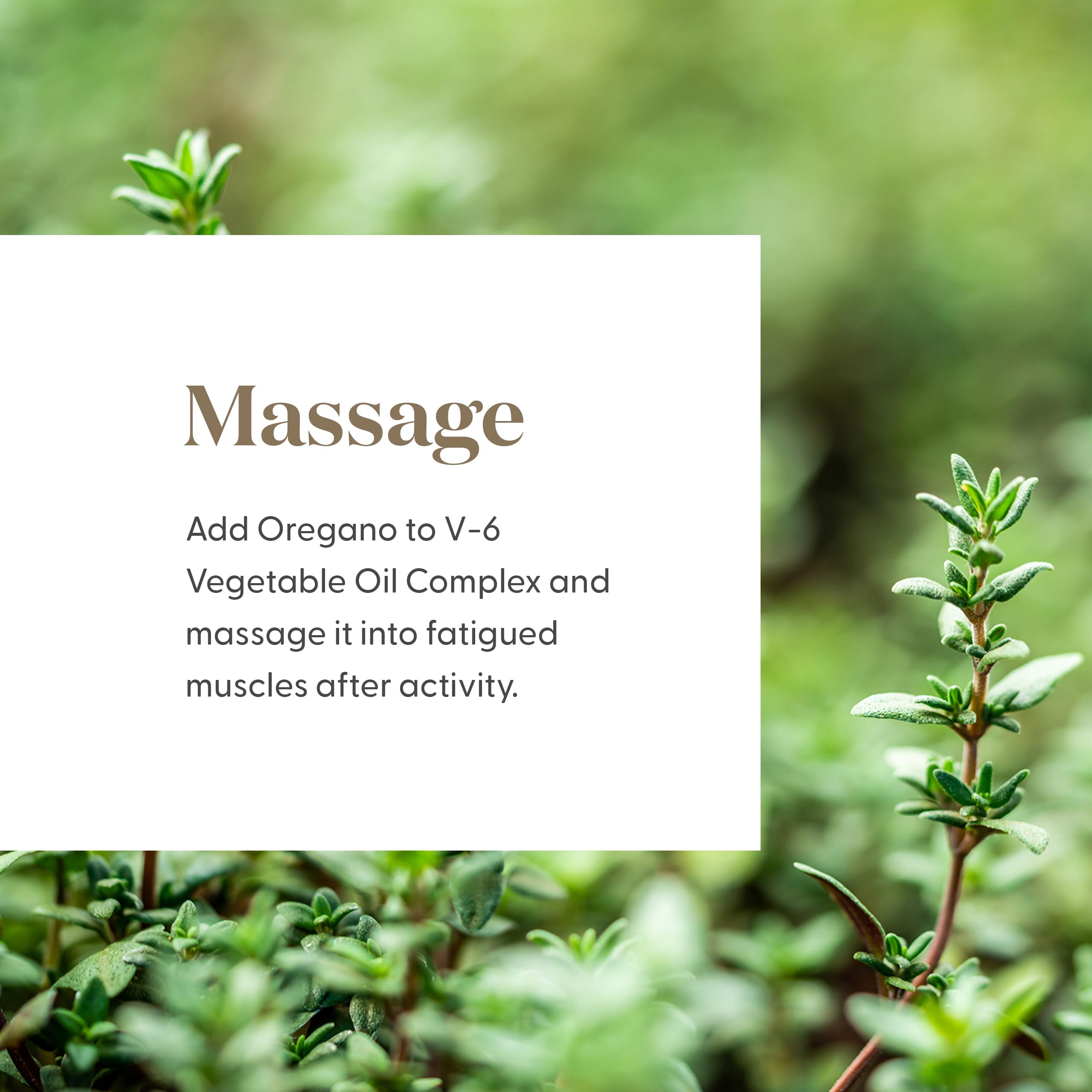 Young Living Oregano oil with topical dilution prepared for skin care routines