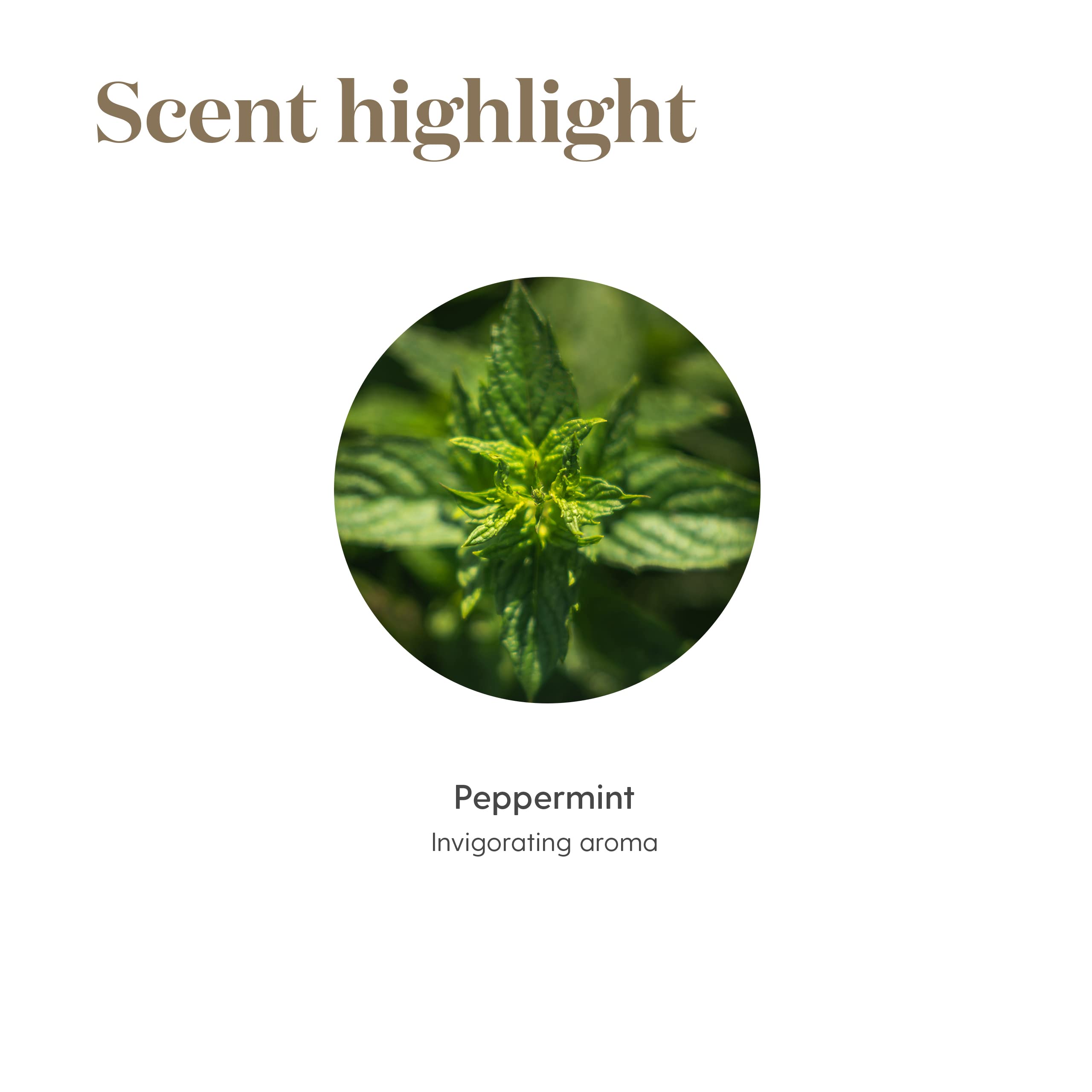 Dropper of Young Living Peppermint Oil for precise dilution.