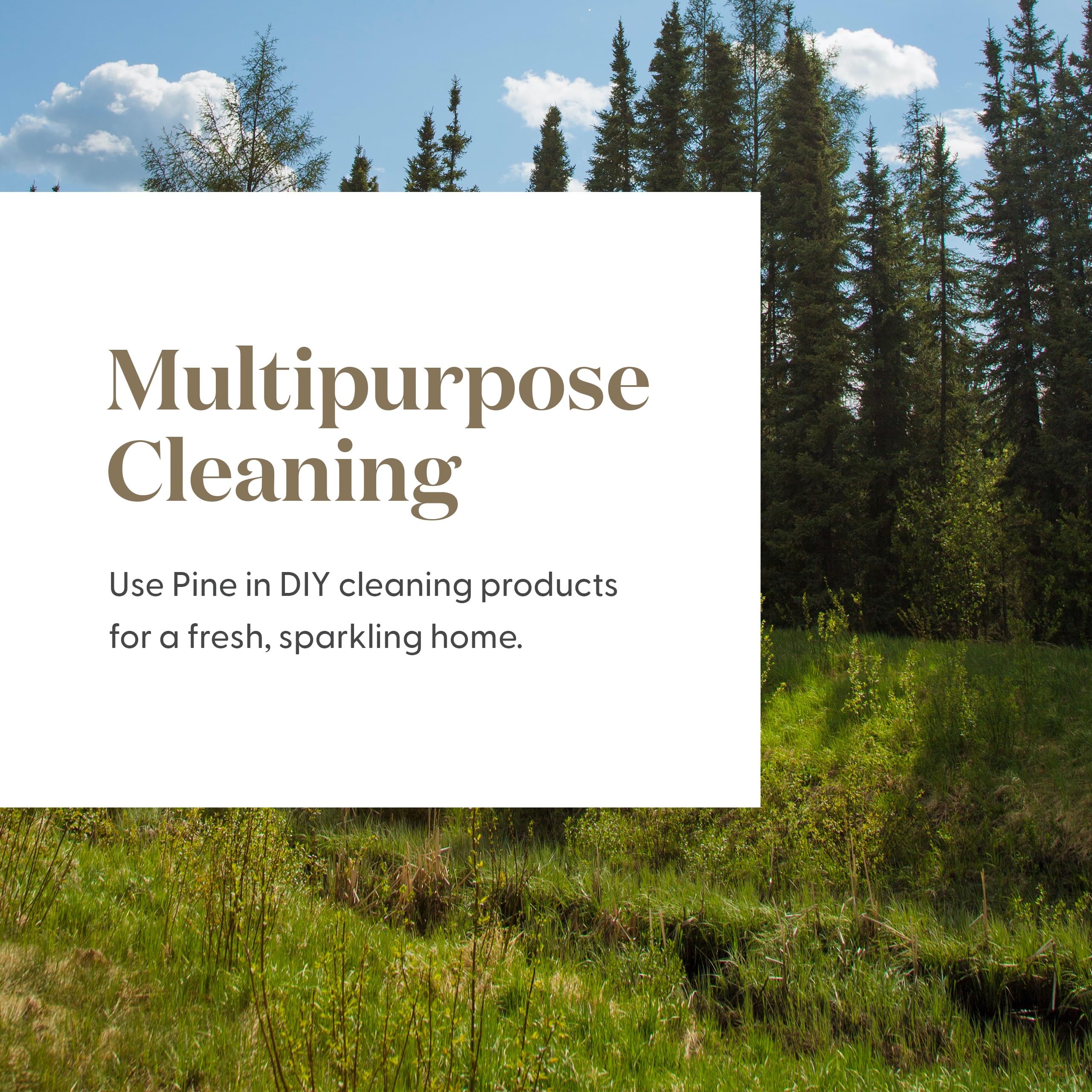 Young Living Pine essential oil used in versatile care and diffuser setups.